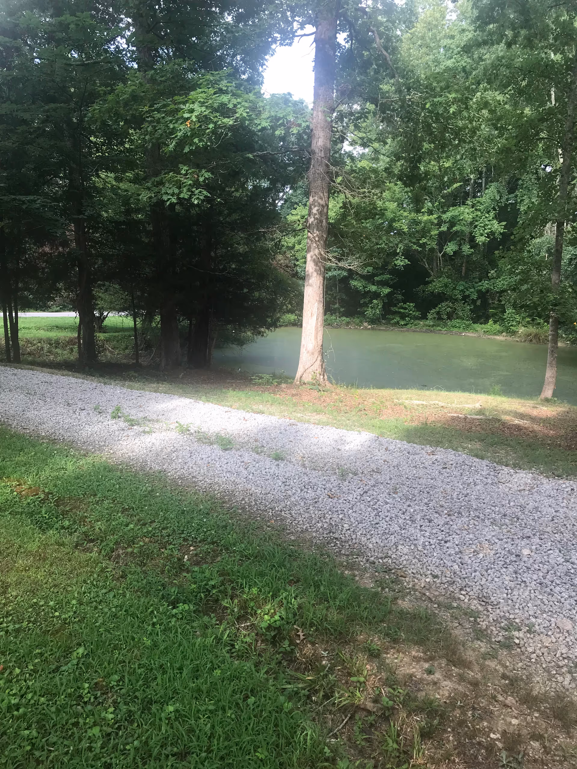 Gravel path beside a pond, surrounded by dense trees and green grass.