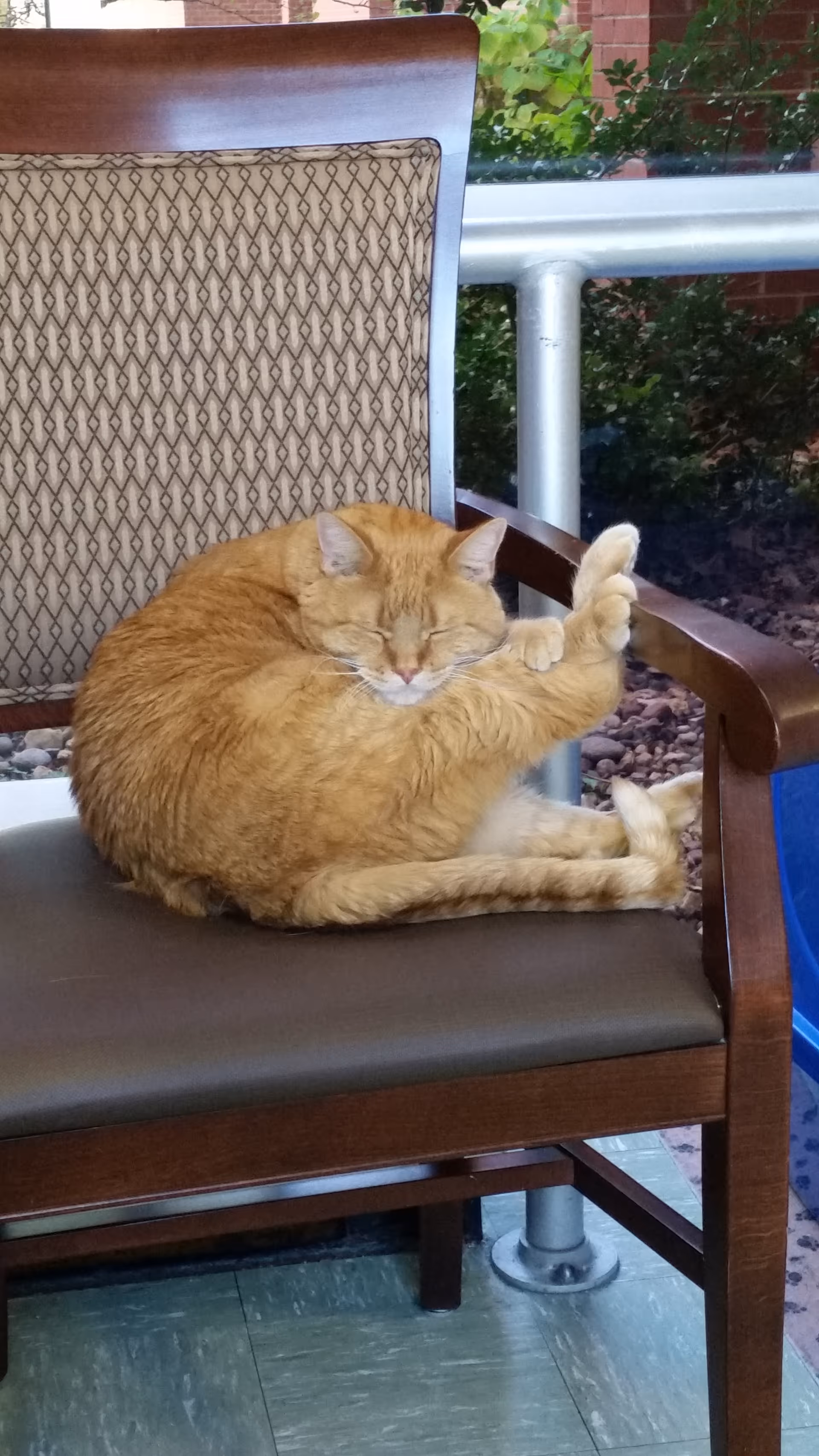 Orange cat lounging on a chair on an outdoor patio with railing and greenery.