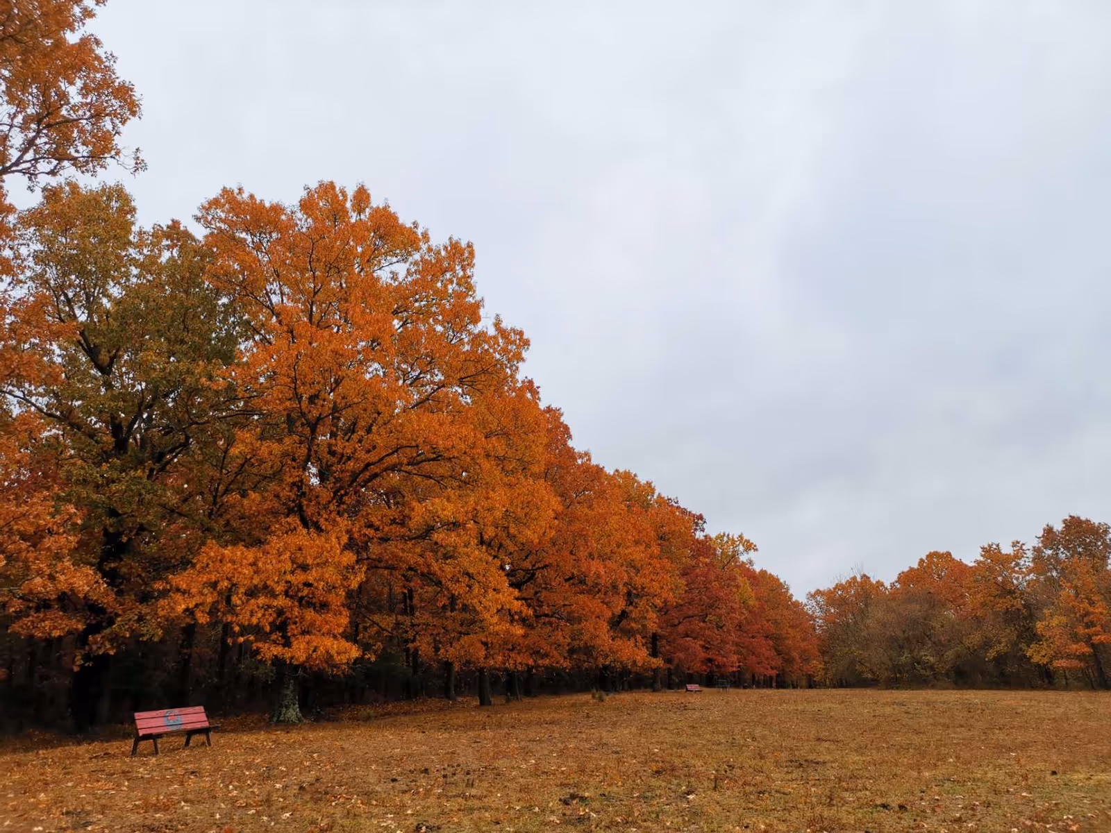 Autumn park scene with orange trees, a bench, and an open grassy field.