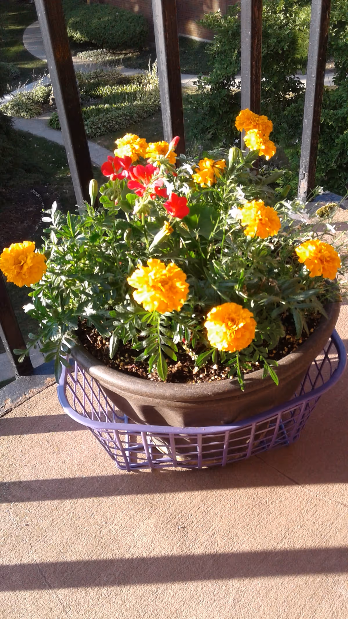Pot of bright orange and red marigolds on an outdoor balcony railing.