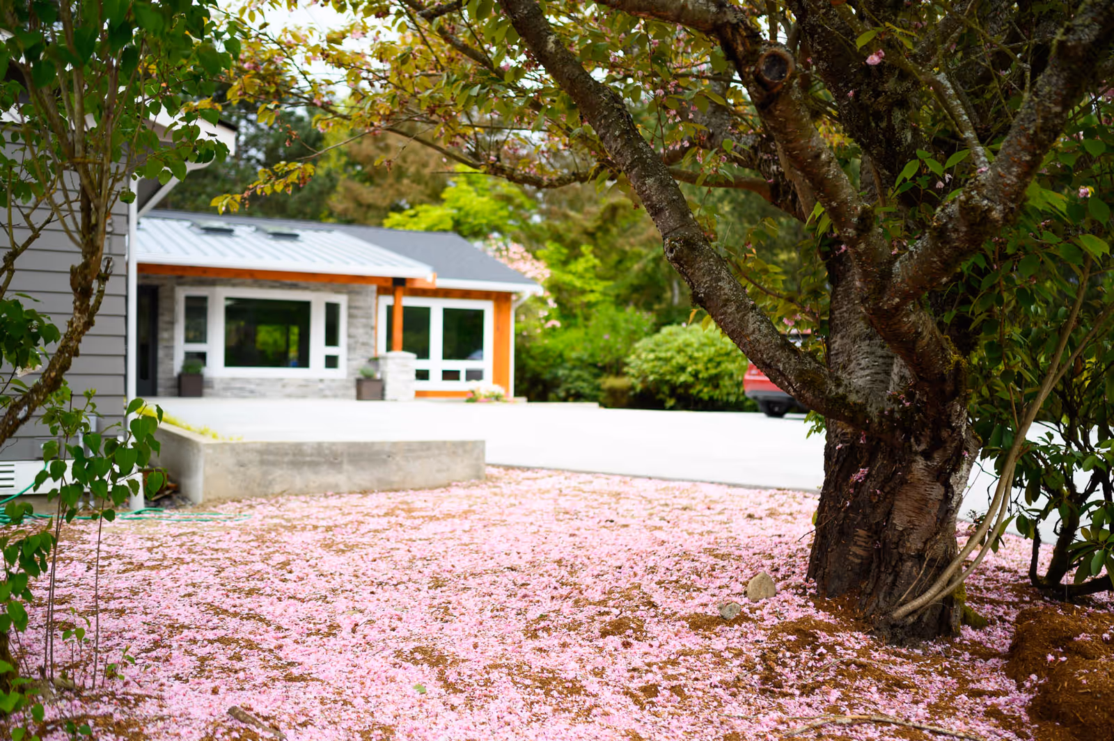 Front exterior of Cornerstone Adult Family Home with pink petal-covered ground and trees.