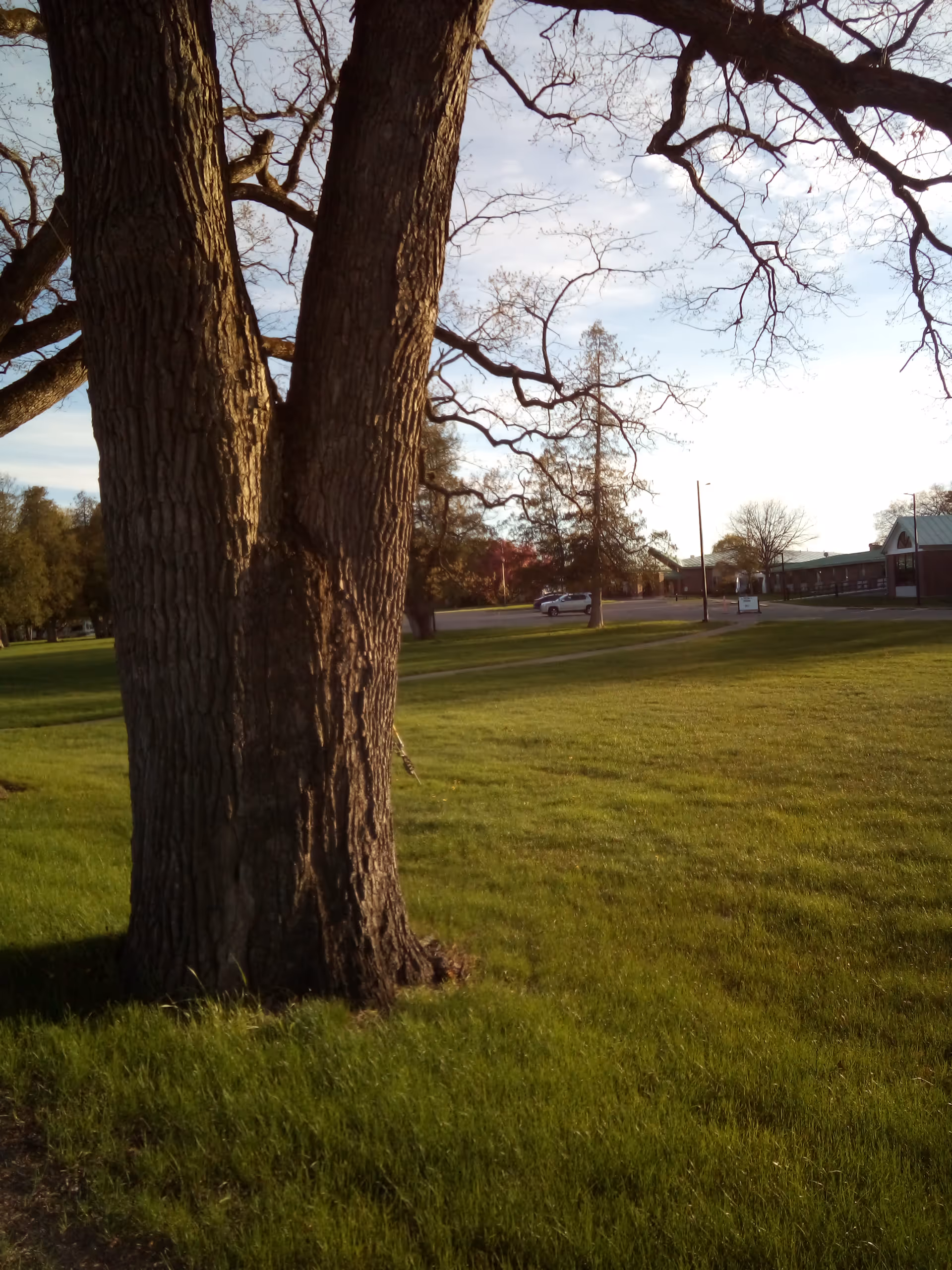 Wide outdoor grassy area with large trees and distant building alongside a parking lot.