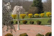 Outdoor courtyard with brick pathway, blooming trees, a white pedestal birdbath, and yellow shrubs.