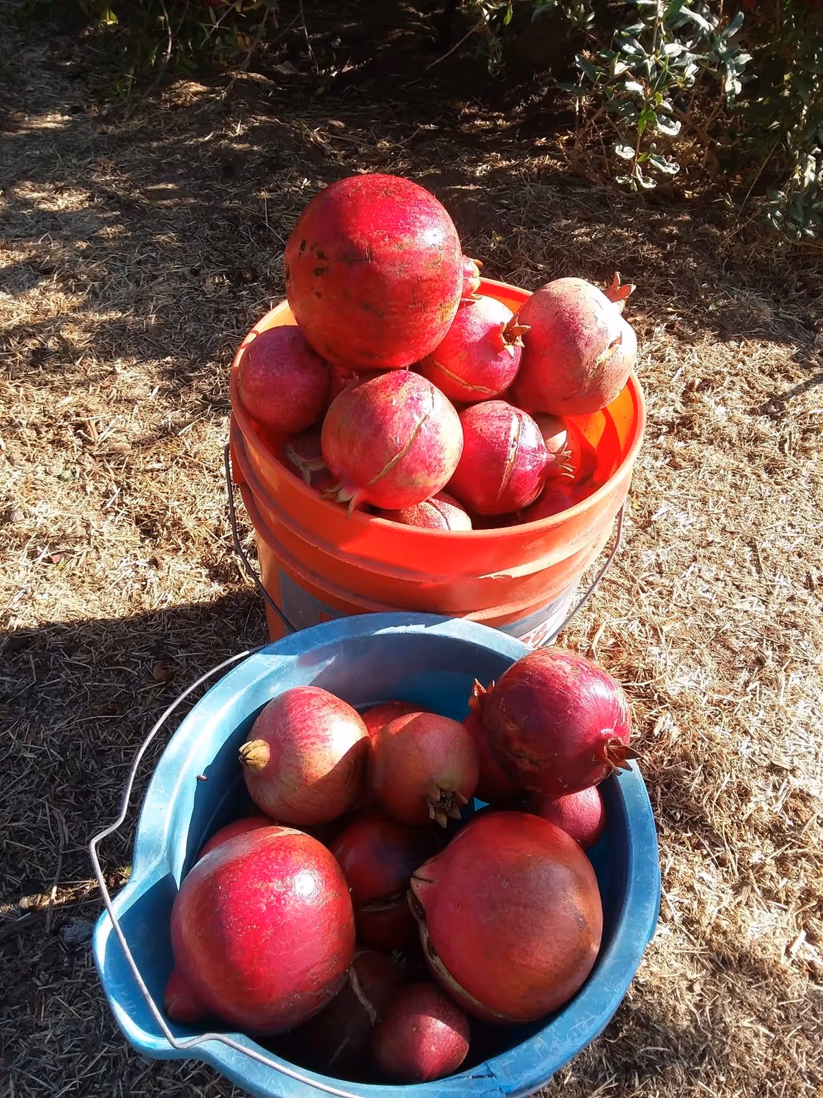 Two buckets filled with freshly picked pomegranates placed on dry grass outdoors with some greenery in the background.