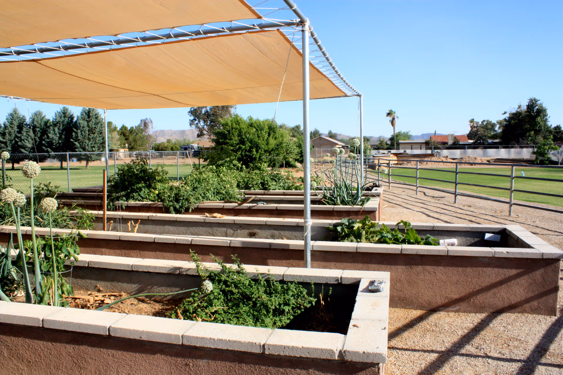 Outdoor garden beds with shade sail at a senior living facility.