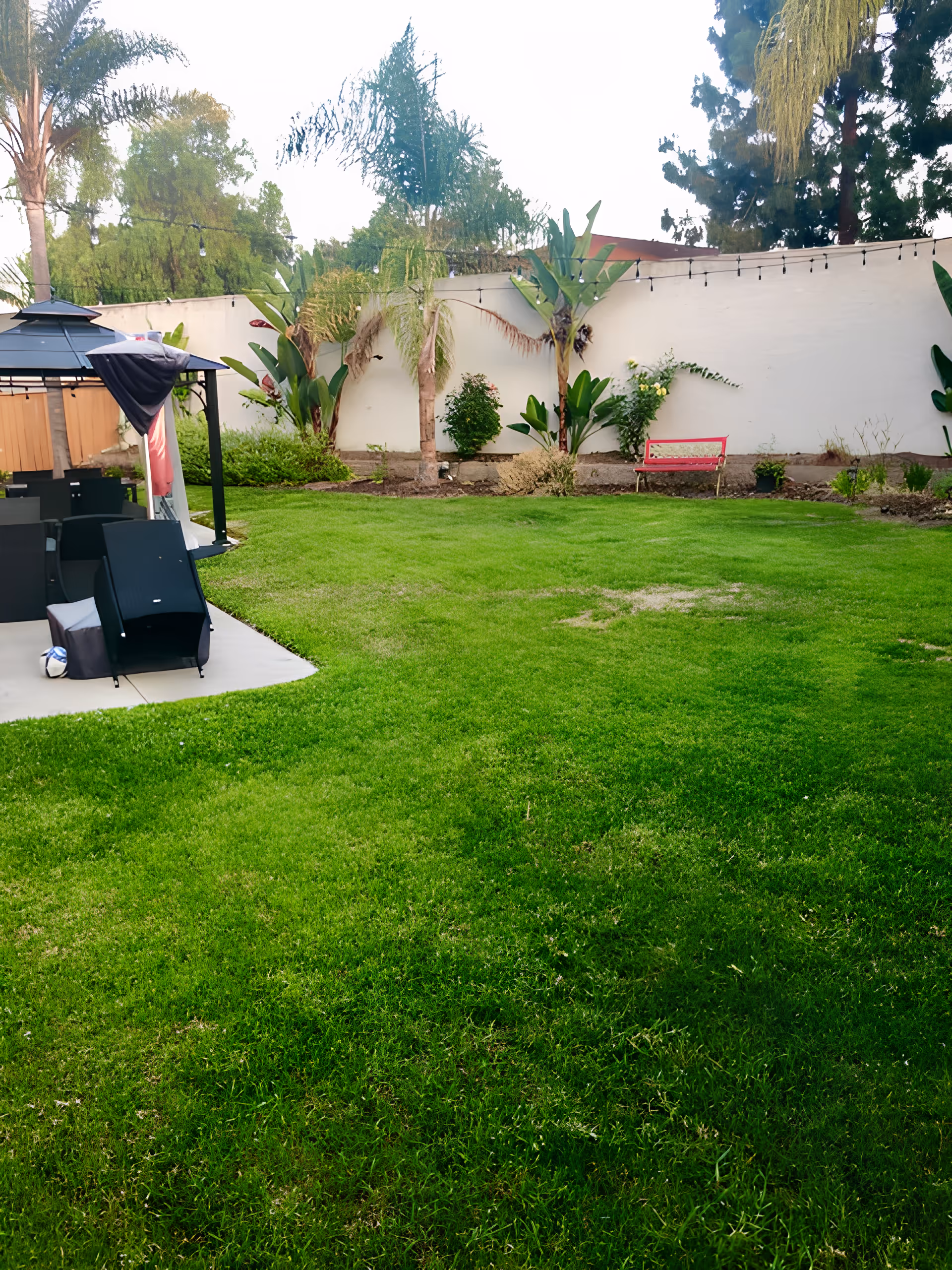 A green grassy backyard area with a small red bench against a white wall. There are several palm trees and other plants along the wall. On the left side, there is a black gazebo with some black chairs and a table underneath it. String lights are hanging above the area.