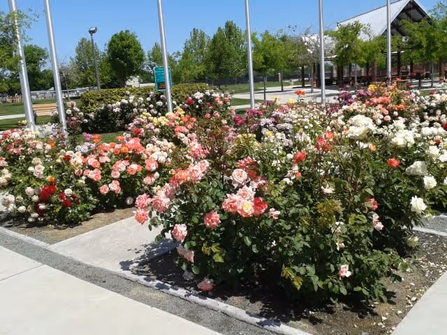 A vibrant garden area with multiple rose bushes in full bloom featuring pink, white, red, and orange flowers. The garden is bordered by a concrete walkway and several flagpoles are visible in the background along with green trees and a covered pavilion structure under a clear blue sky.