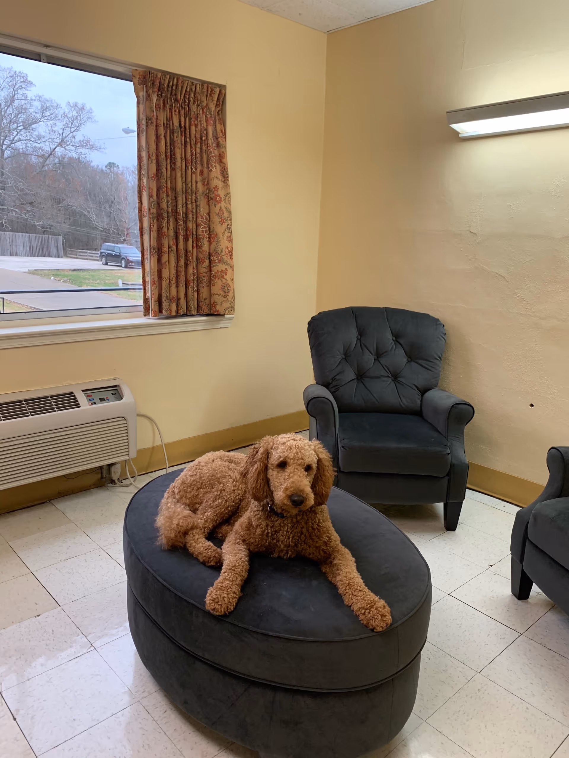 A brown dog lounges on a round ottoman beside two dark armchairs.