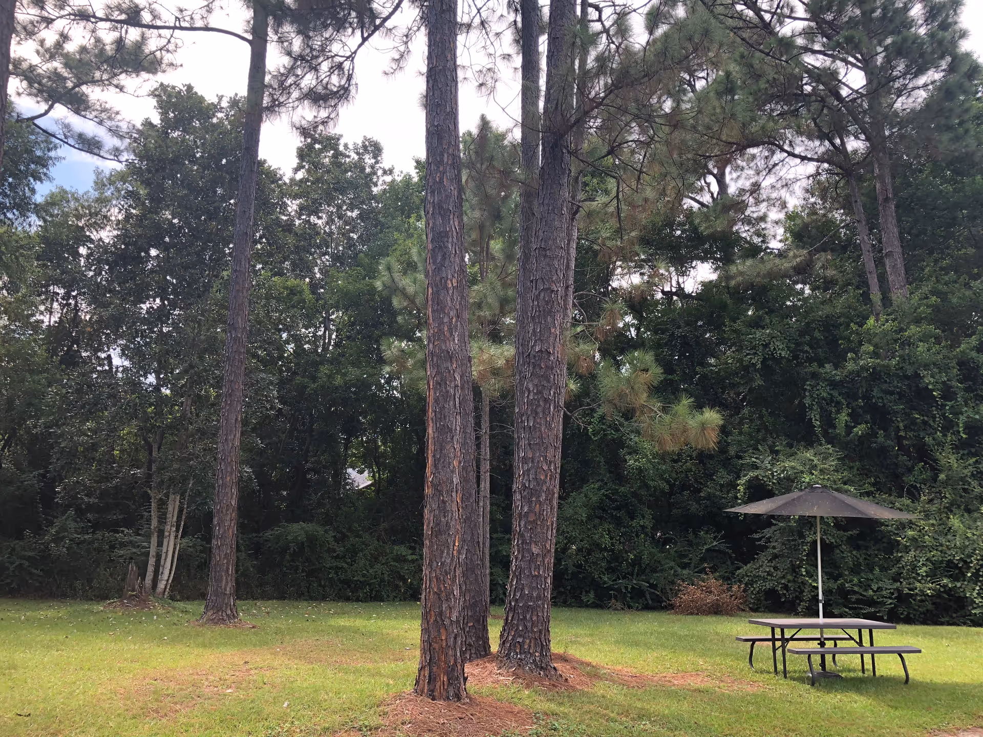A grassy outdoor area with tall pine trees and dense green foliage in the background. There is a picnic table with a large umbrella on the right side of the image.