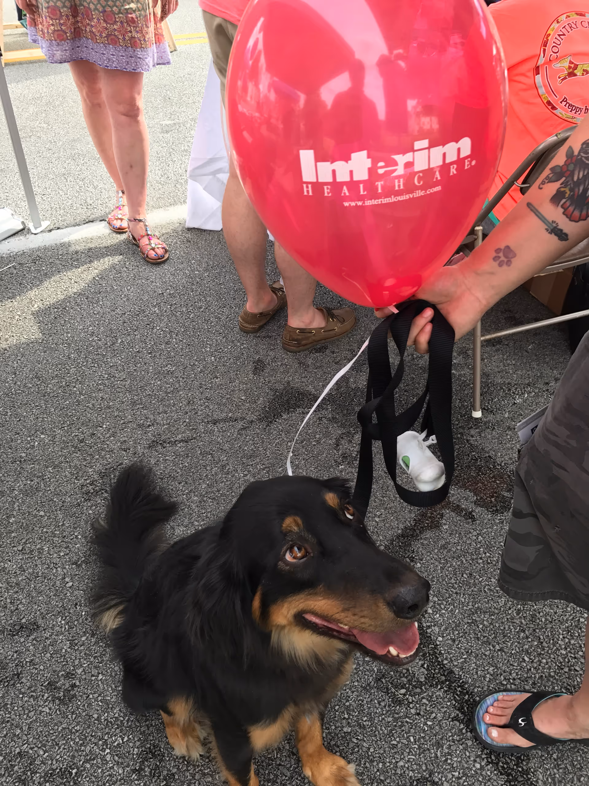 A dog on a leash beside a red Interim HealthCare Louisville balloon outdoors.