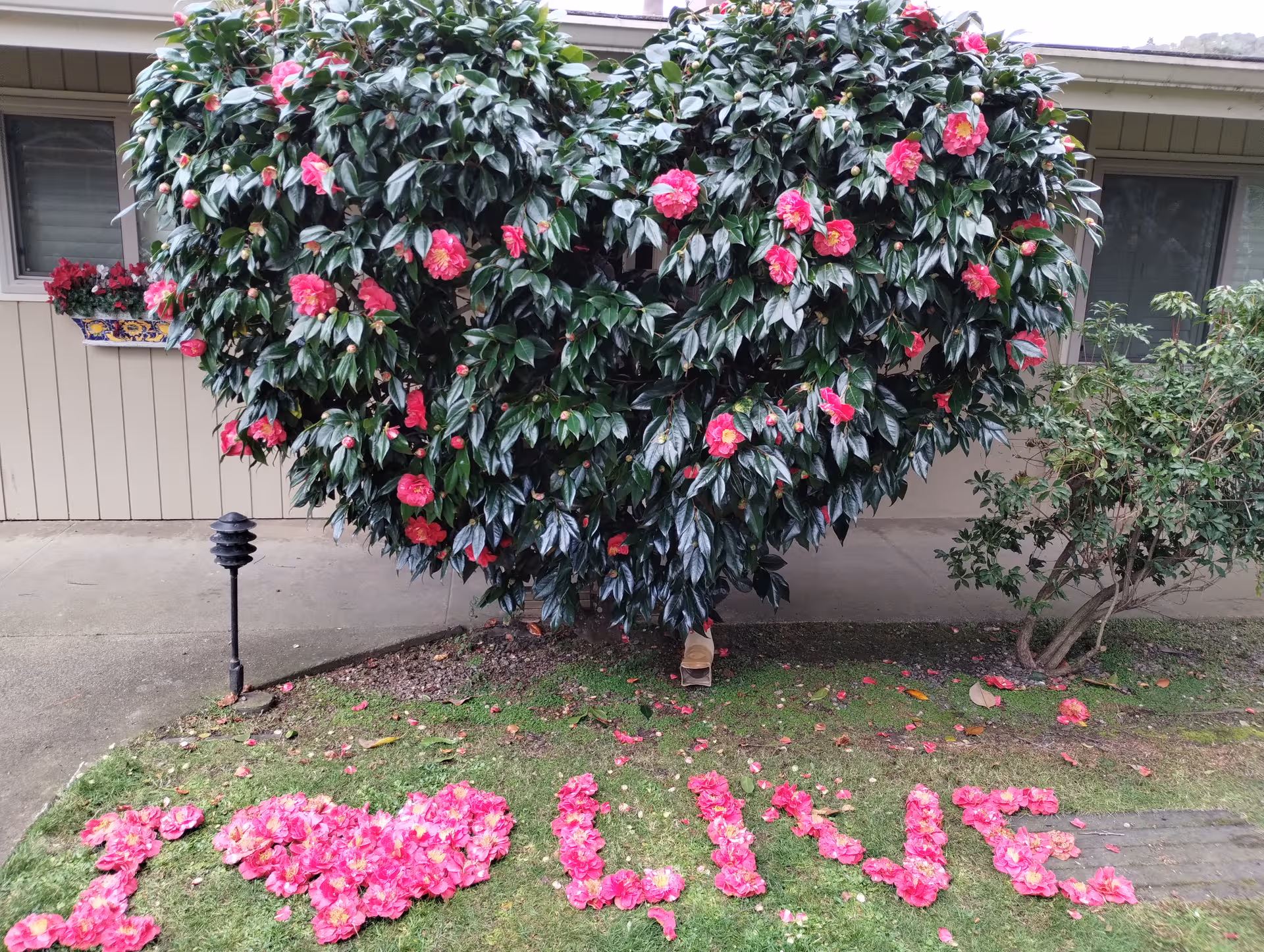 A large flowering shrub blocks part of the building exterior; pink petals form letters on ground.