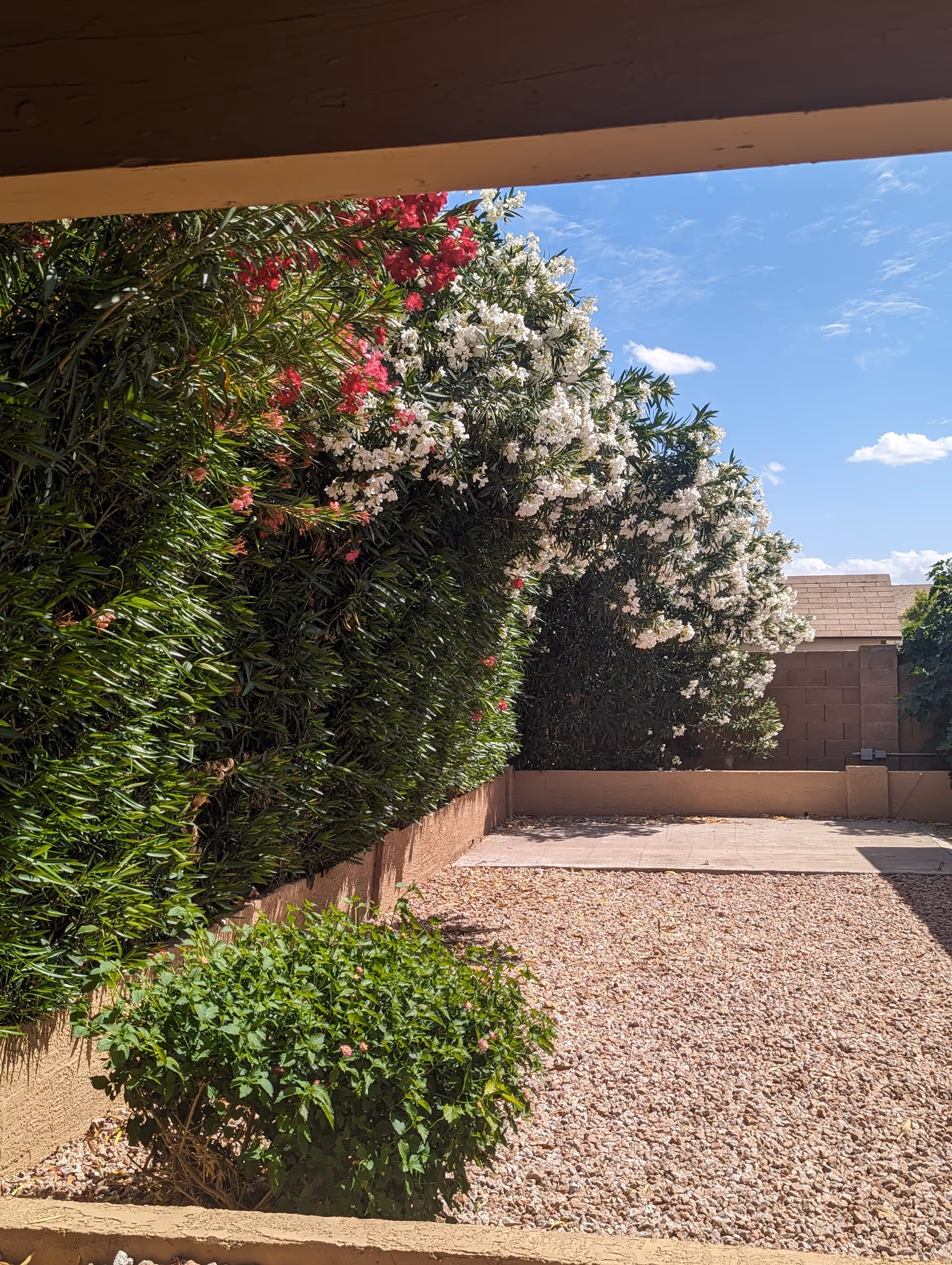 Sunny small backyard with gravel, a low wall, a green shrub and tall flowering hedges under a blue sky.