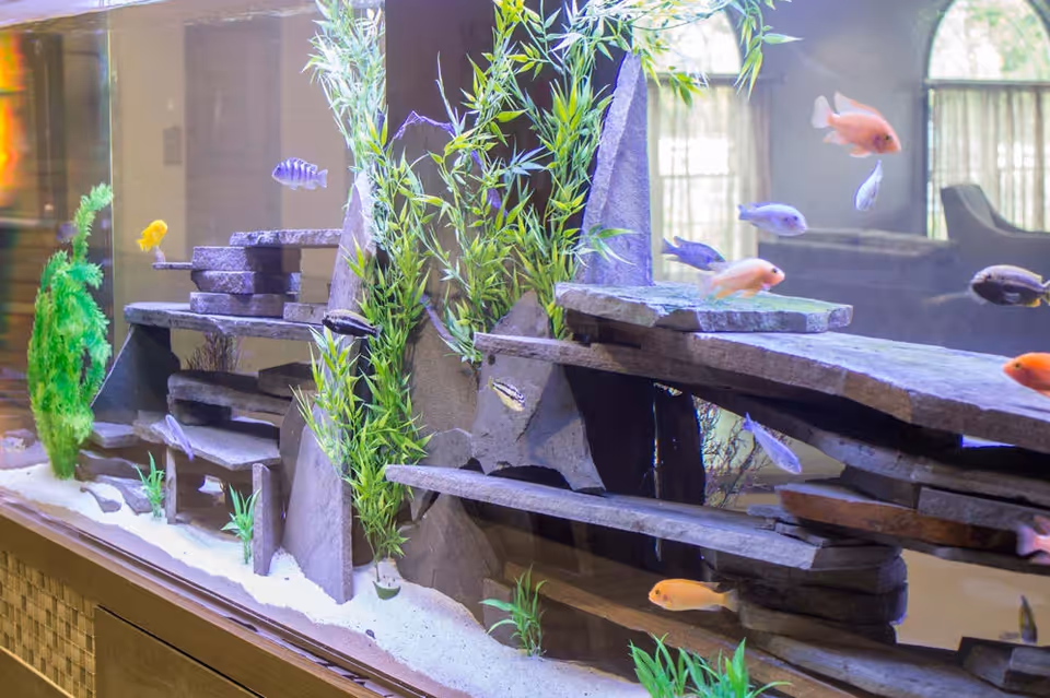 A large aquarium with colorful fish swimming among artificial plants and rock formations, set against a background showing a room with windows and furniture.