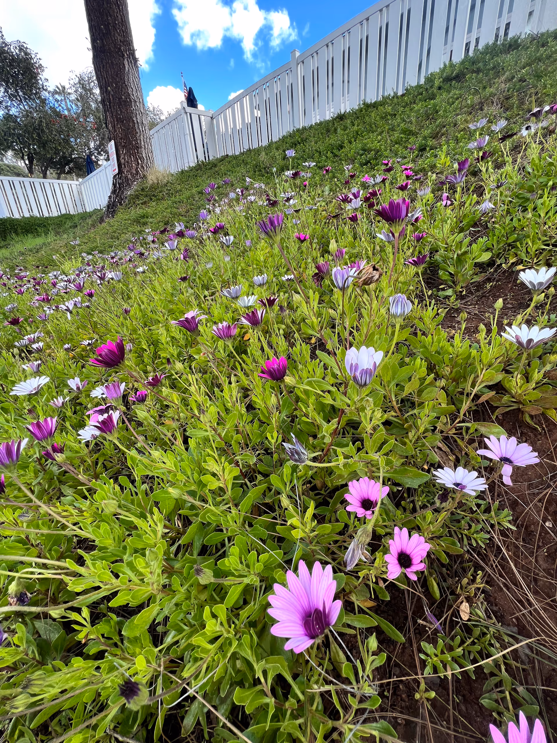 A sloped garden area filled with blooming purple, pink, and white flowers under a partly cloudy blue sky, bordered by a white wooden fence and a large tree trunk on the left side.