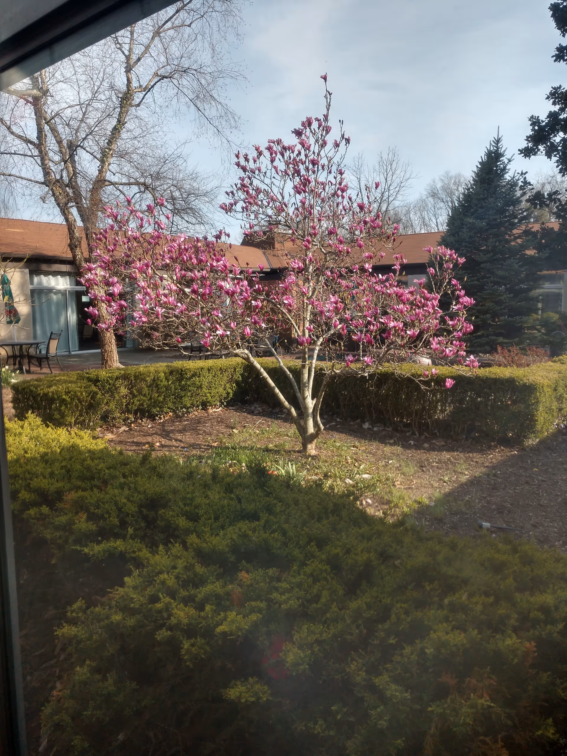 View of an outdoor garden area at Harmony Court Rehab and Nursing with a blooming tree with pink flowers in the center, surrounded by trimmed hedges and other greenery. In the background, there is a building with a brown roof and large windows, along with some outdoor furniture.