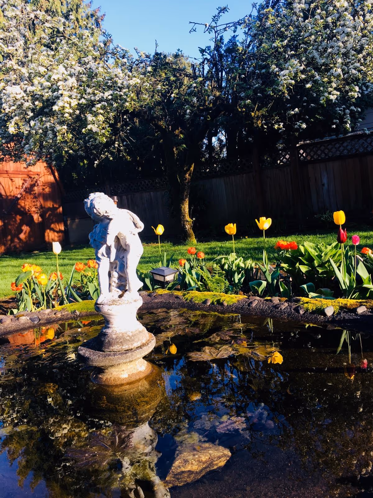 A garden scene with a small pond in the foreground featuring a white statue of two children. Surrounding the pond are colorful tulips and other flowers. In the background, there is a wooden fence and a tree with white blossoms under a clear blue sky.