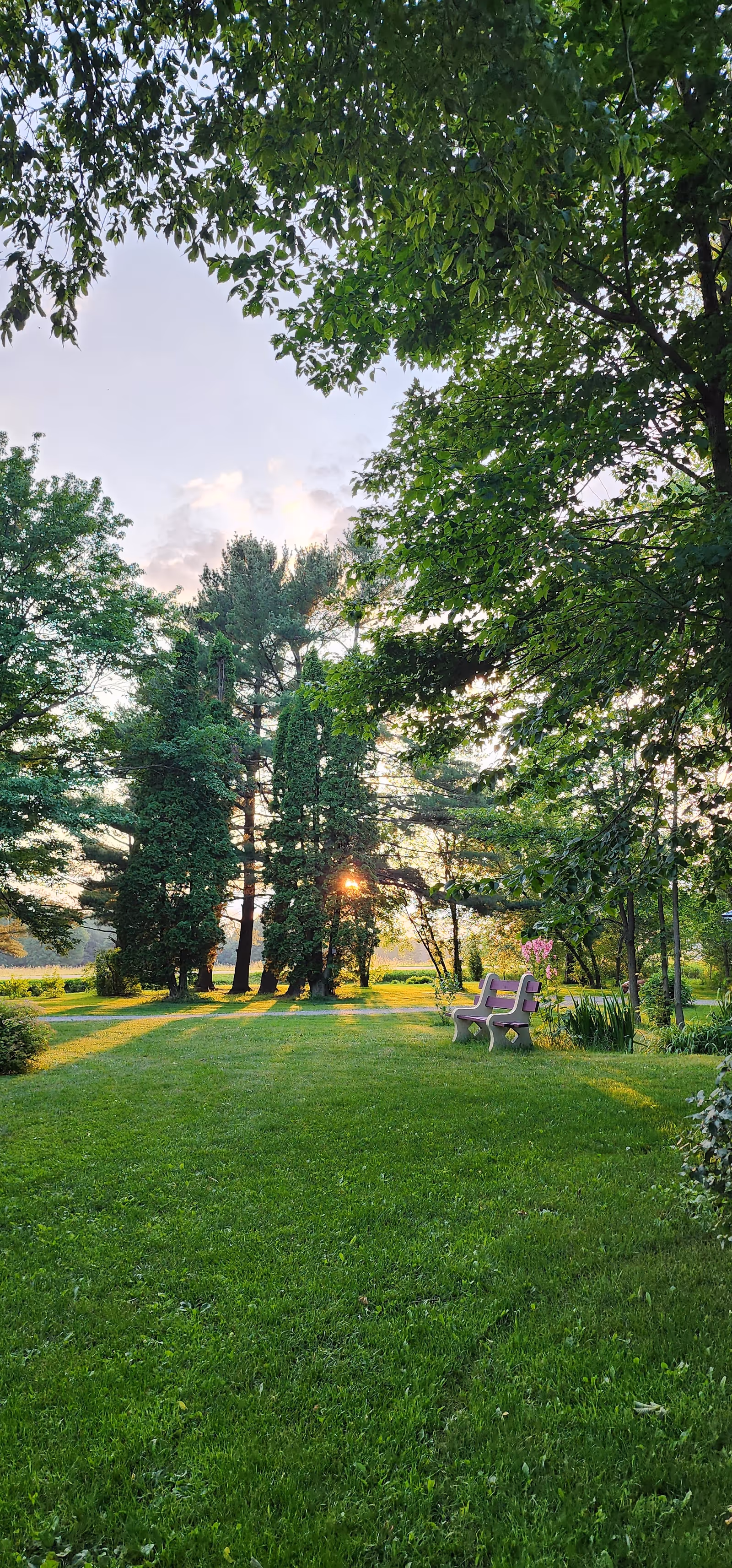 A serene outdoor garden area with lush green grass, tall trees, and sunlight filtering through the foliage. There is a purple bench on the right side surrounded by plants and flowers.