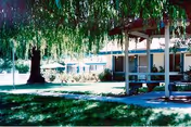 A shaded outdoor area with a large tree and a covered wooden bench structure in front of a single-story building with windows and a patio.