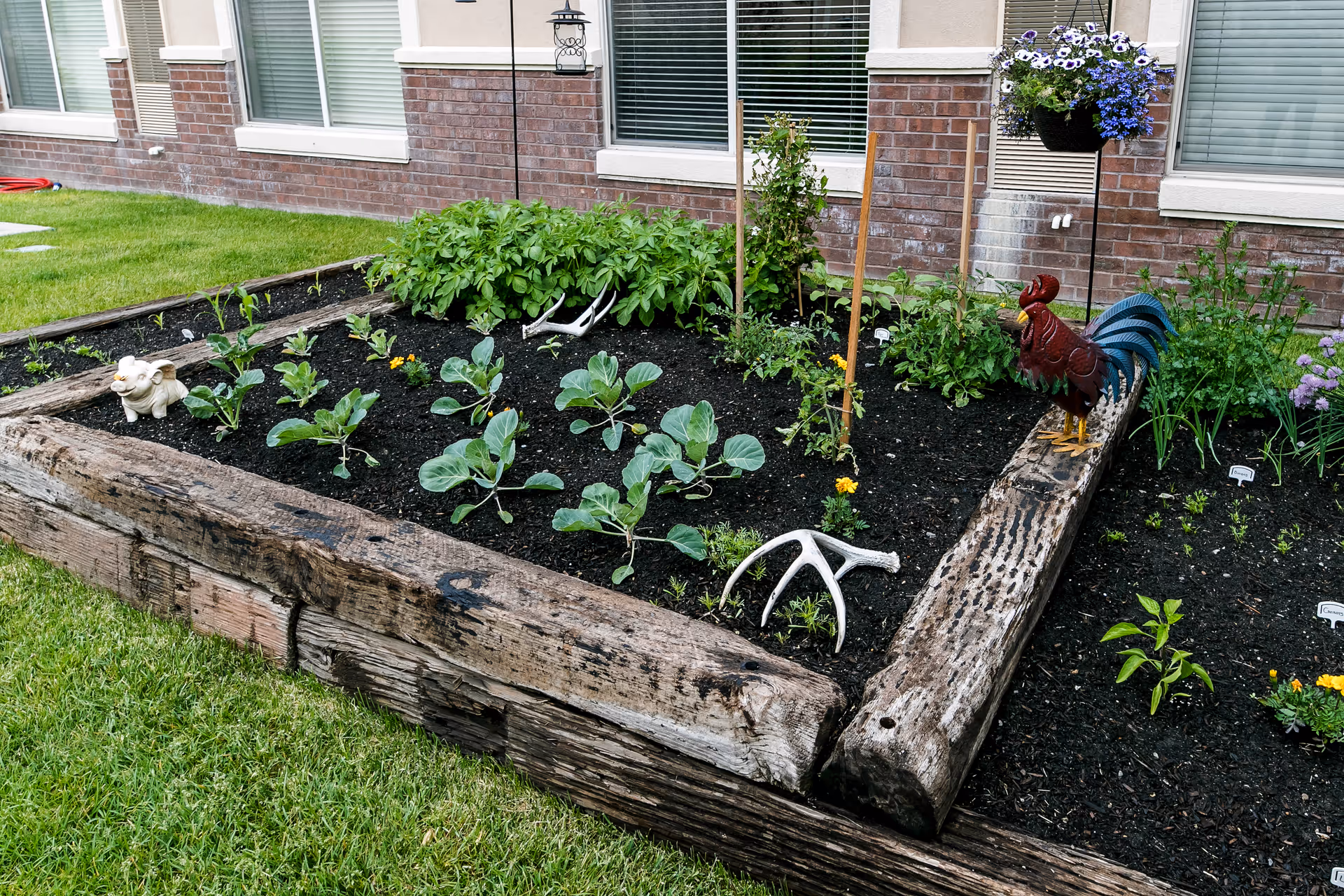 A raised garden bed with various green plants and small flowers growing in dark soil, bordered by weathered wooden beams. Decorative items including a white ceramic pig, a metal rooster, and antlers are placed within the garden. The garden is situated outside a brick building with several windows and a hanging basket of purple and white flowers.