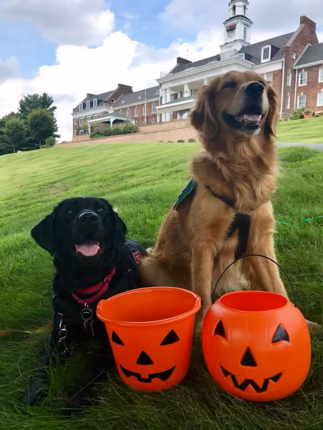 Two dogs sitting on green grass in front of a large brick building with white columns. One dog is black and the other is golden brown. Both dogs have orange plastic pumpkin buckets in front of them, suggesting a Halloween theme.