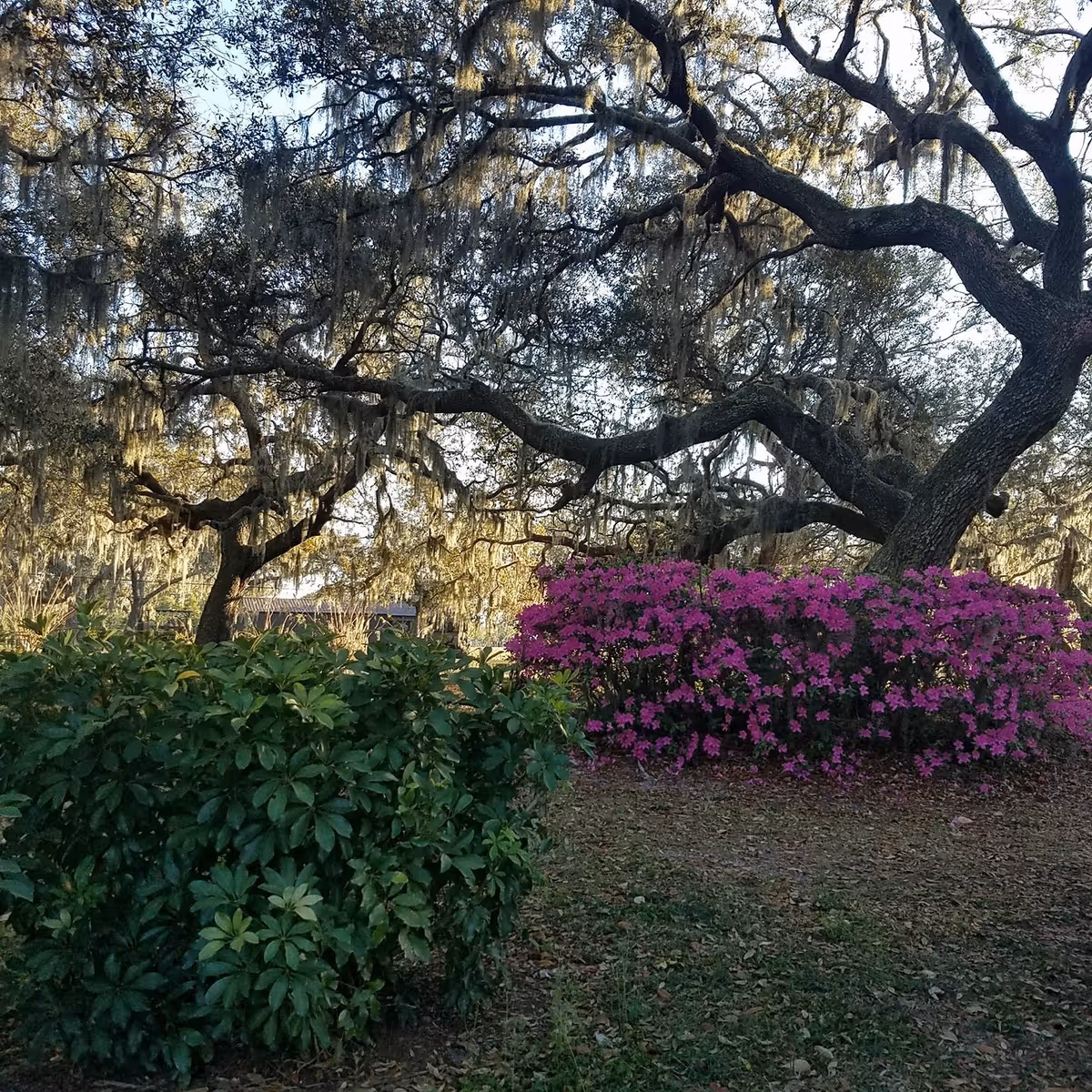 Photo 7 of Freedom Oaks