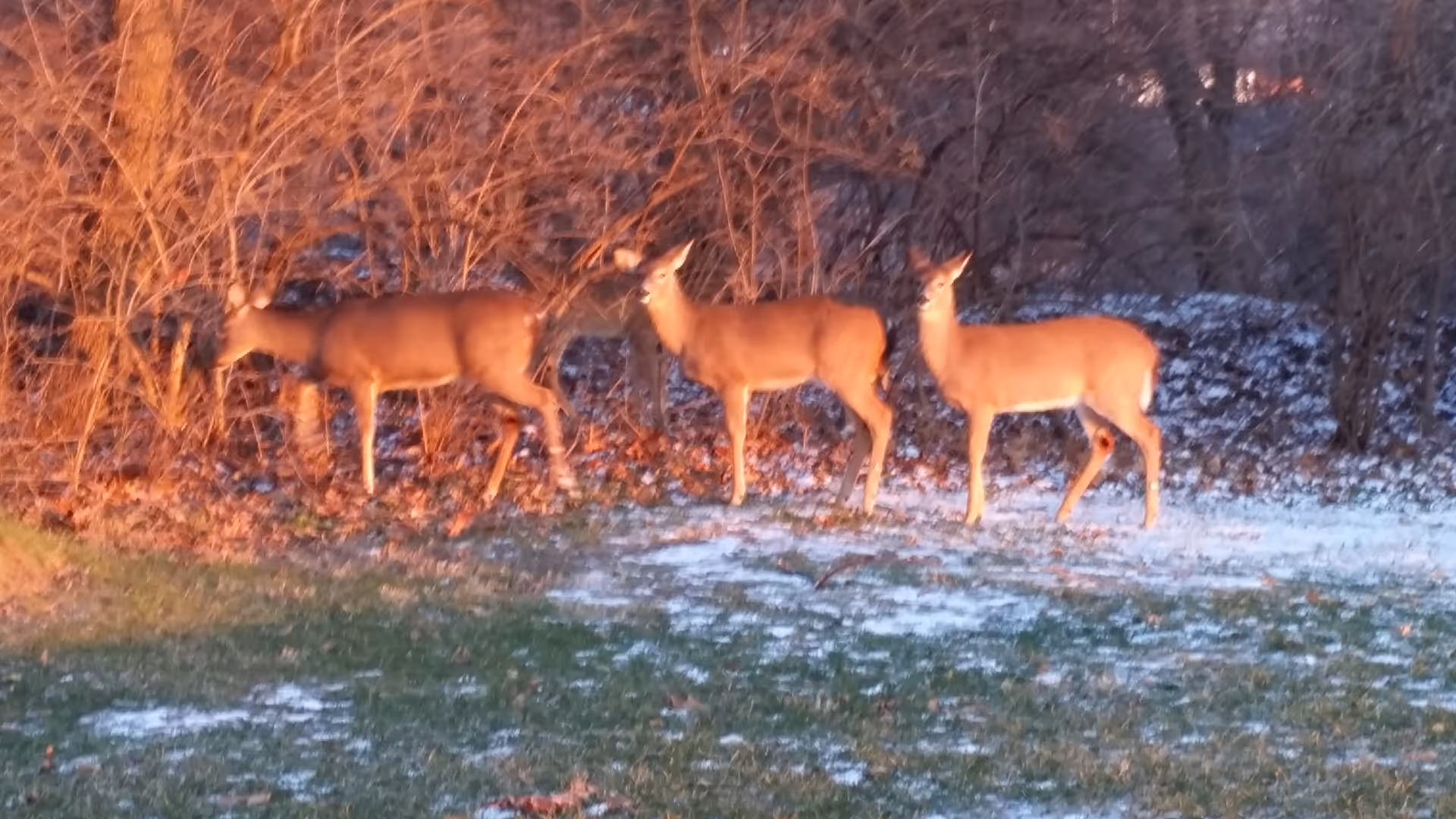 Three deer standing on a patch of grass with some snow, near leafless bushes and trees during sunset or sunrise, casting an orange glow.