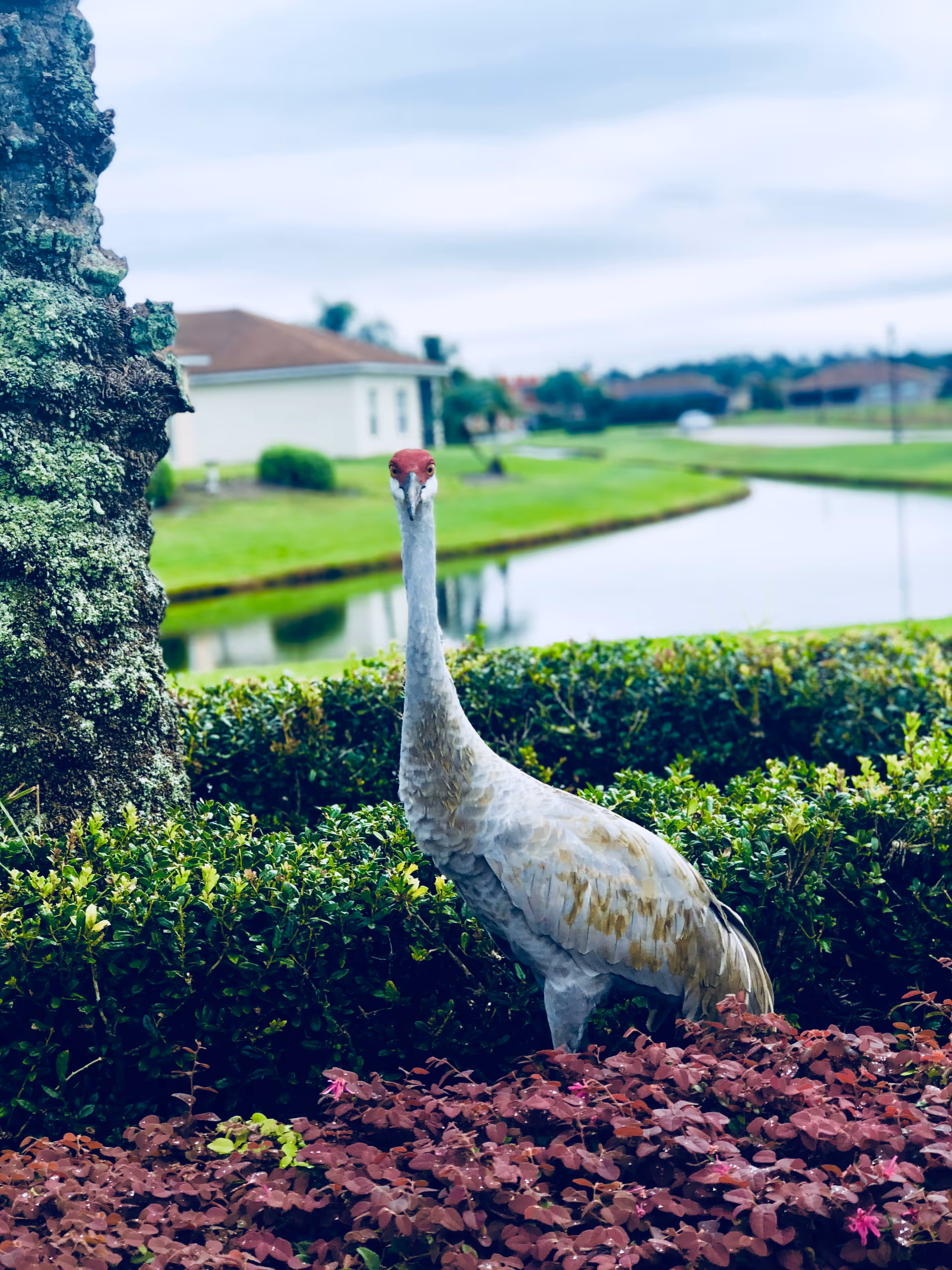 A sandhill crane standing among green and reddish bushes near a tree trunk, with a pond and residential buildings in the background under a cloudy sky.