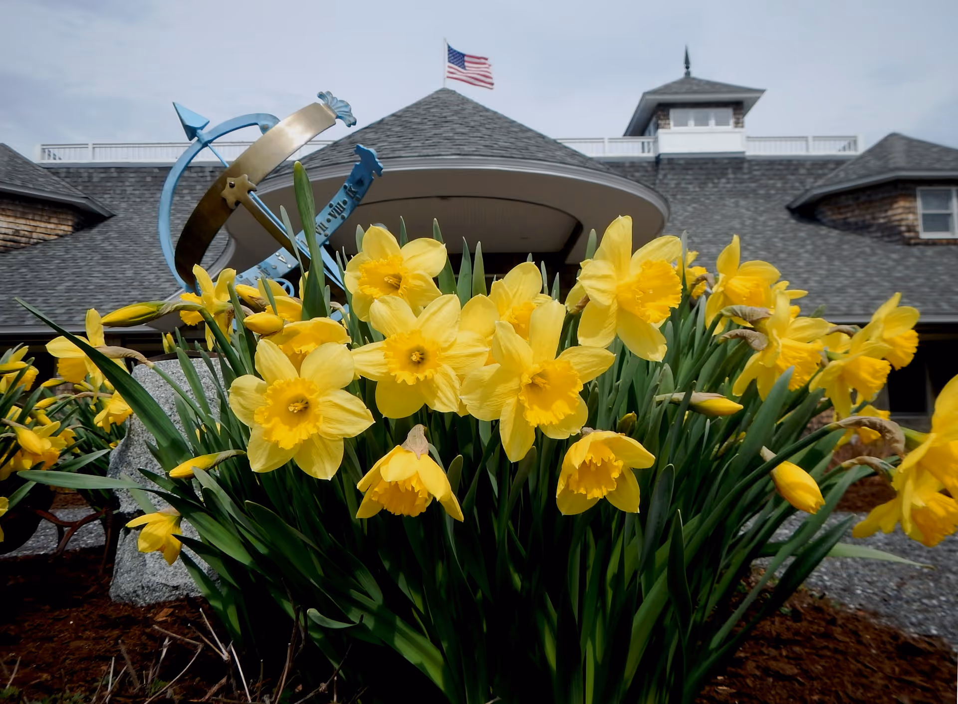 Close-up of bright yellow daffodil flowers in front of a building with a gray shingled roof, an American flag on top, and a decorative metal sculpture in the garden.