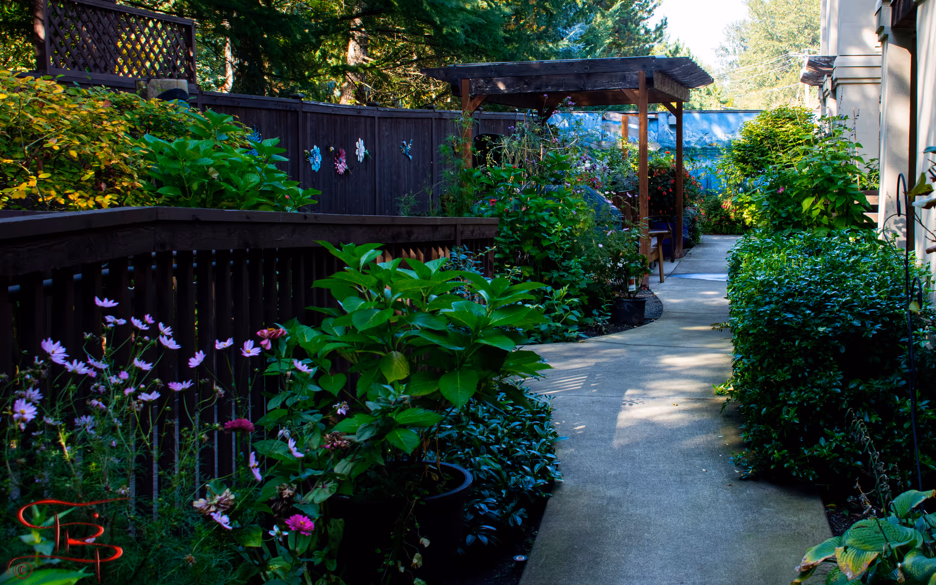 A garden pathway at Aegis Living Marymoor with lush green plants and colorful flowers on both sides. A wooden pergola is visible along the path, and a wooden fence decorated with flower ornaments runs along the left side. Trees and a building are visible in the background under a clear sky.