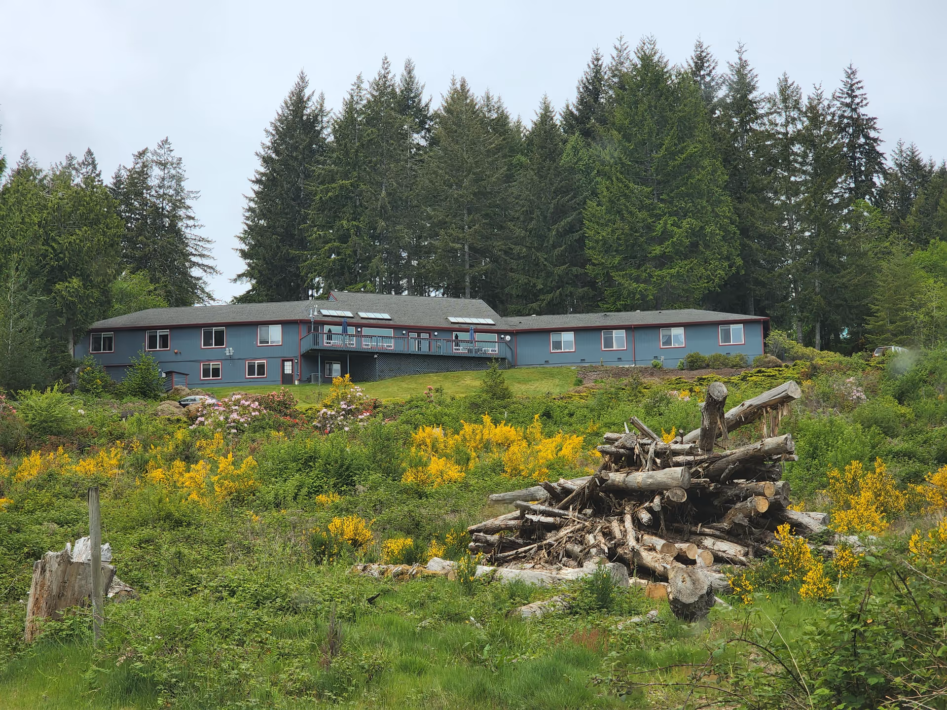 A large single-story building painted blue with multiple windows, situated on a grassy hill surrounded by dense green trees and yellow flowering bushes. In the foreground, there is a pile of cut logs and tree stumps.
