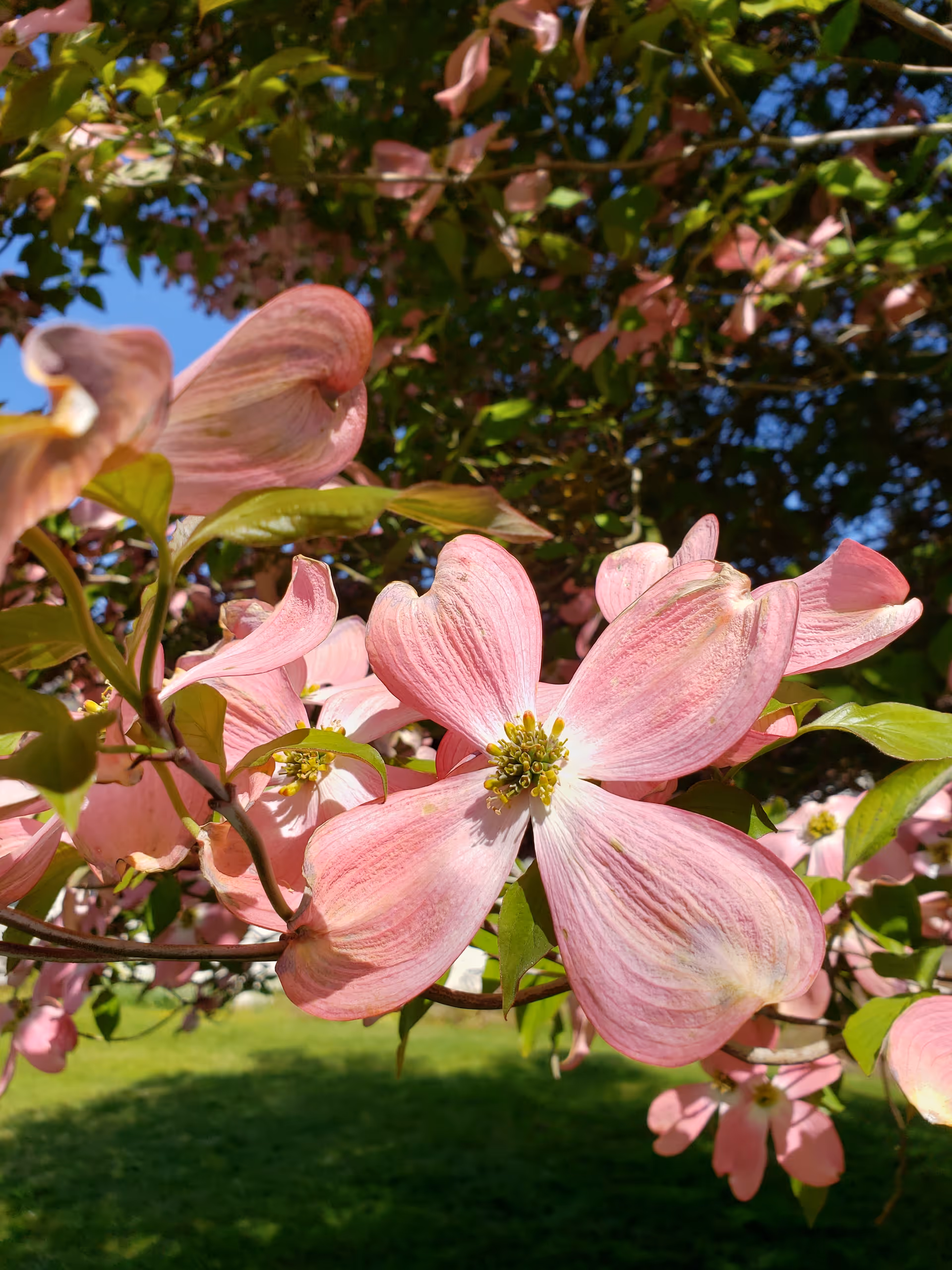 Close-up of pink dogwood flowers on a tree branch with green leaves and a clear blue sky in the background.