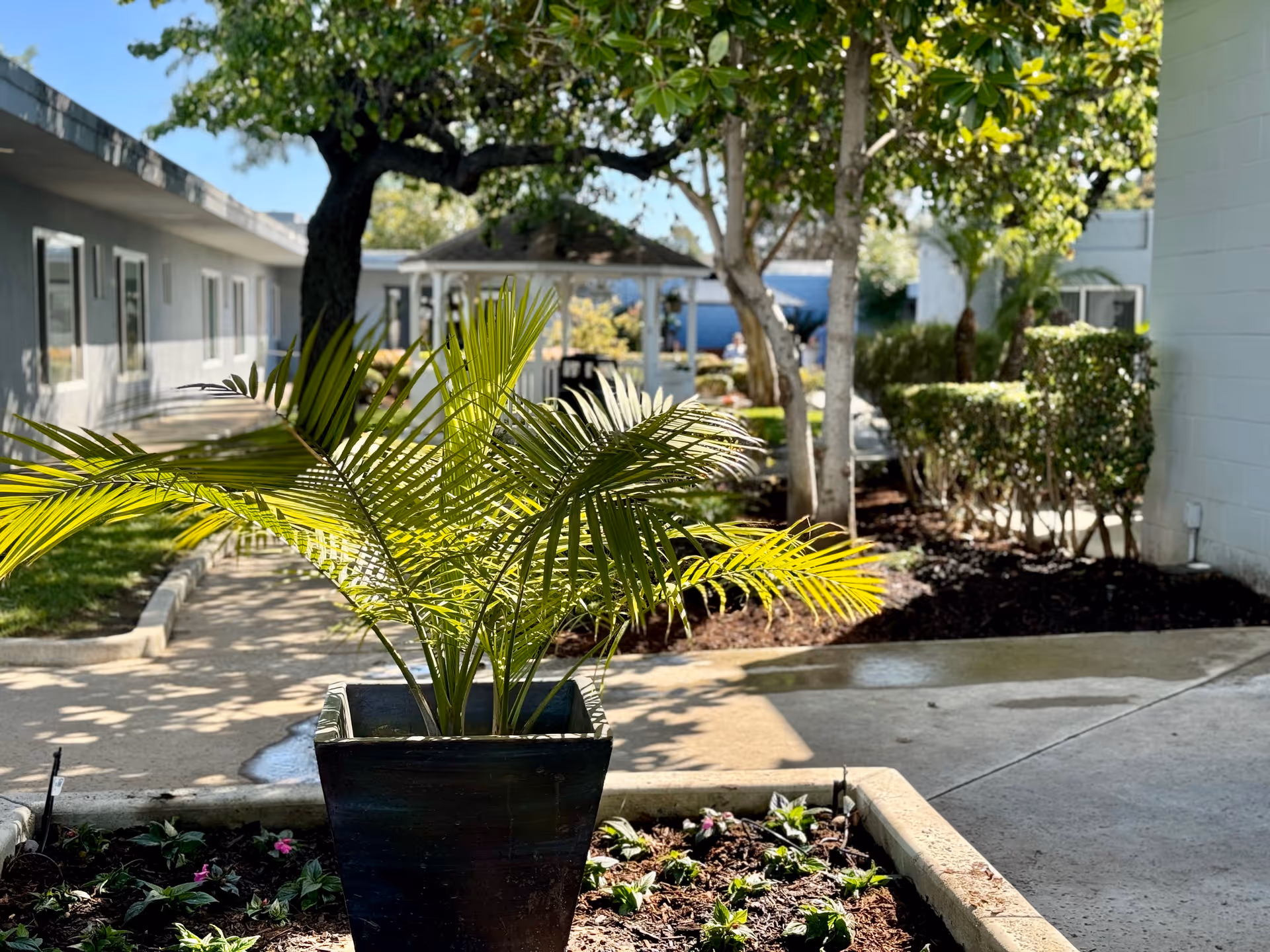 Outdoor courtyard area with a potted palm plant in the foreground, surrounded by a small garden bed with flowers. There are trees, bushes, and a gazebo in the background, with building walls and windows visible on the left and right sides under a clear blue sky.