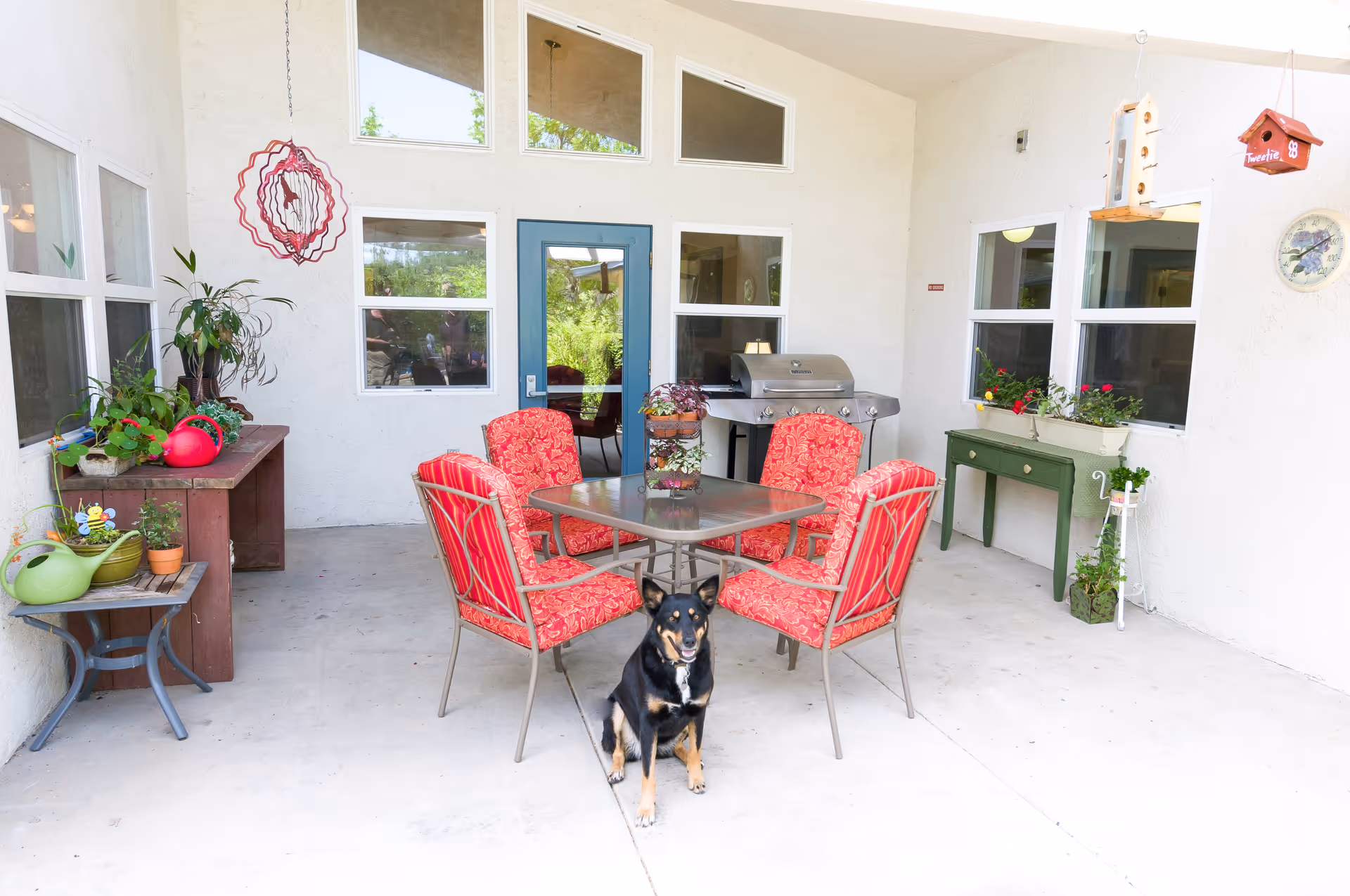 Covered outdoor patio area with a square glass table surrounded by four red cushioned chairs. A black and tan dog is sitting on the concrete floor in front of the table. There are various potted plants on a wooden table and a small side table to the left, and a green console table with more plants to the right. A stainless steel grill is positioned against the wall near a blue door with windows above and around it. Hanging birdhouses and a decorative wind spinner are also visible.