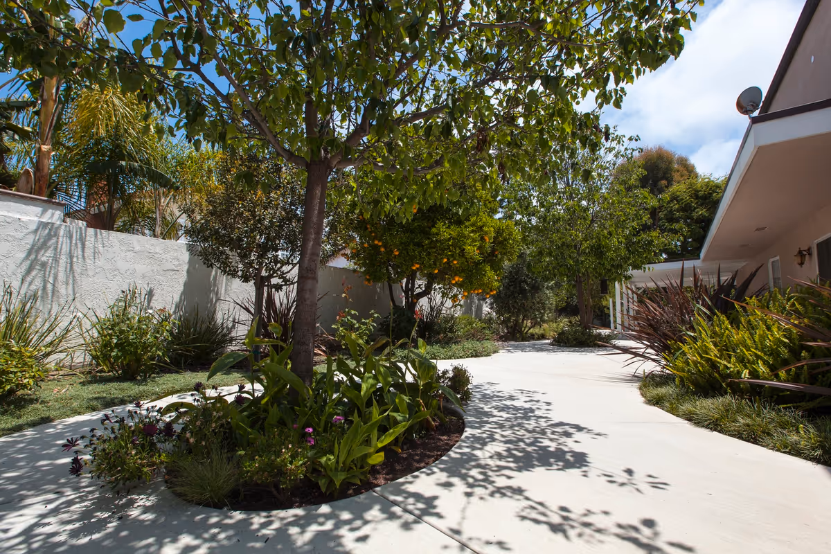 A sunny outdoor pathway surrounded by lush greenery including trees, bushes, and flowering plants. A white wall runs along the left side, and a building with beige walls and a satellite dish is on the right. The pathway curves gently and is shaded by tree branches overhead.