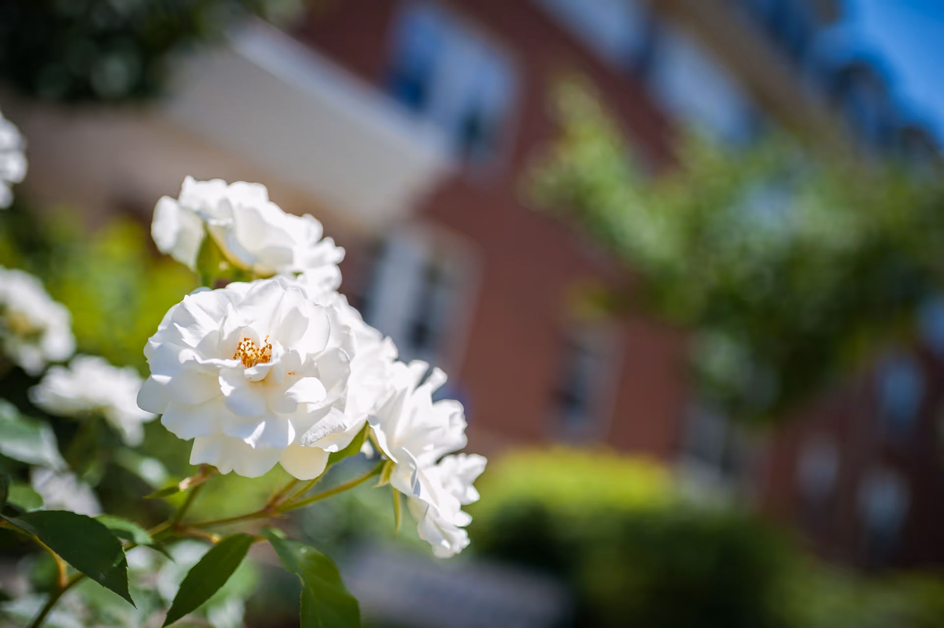 Close-up of white roses in bloom with a blurred background showing a brick building and greenery under a blue sky.