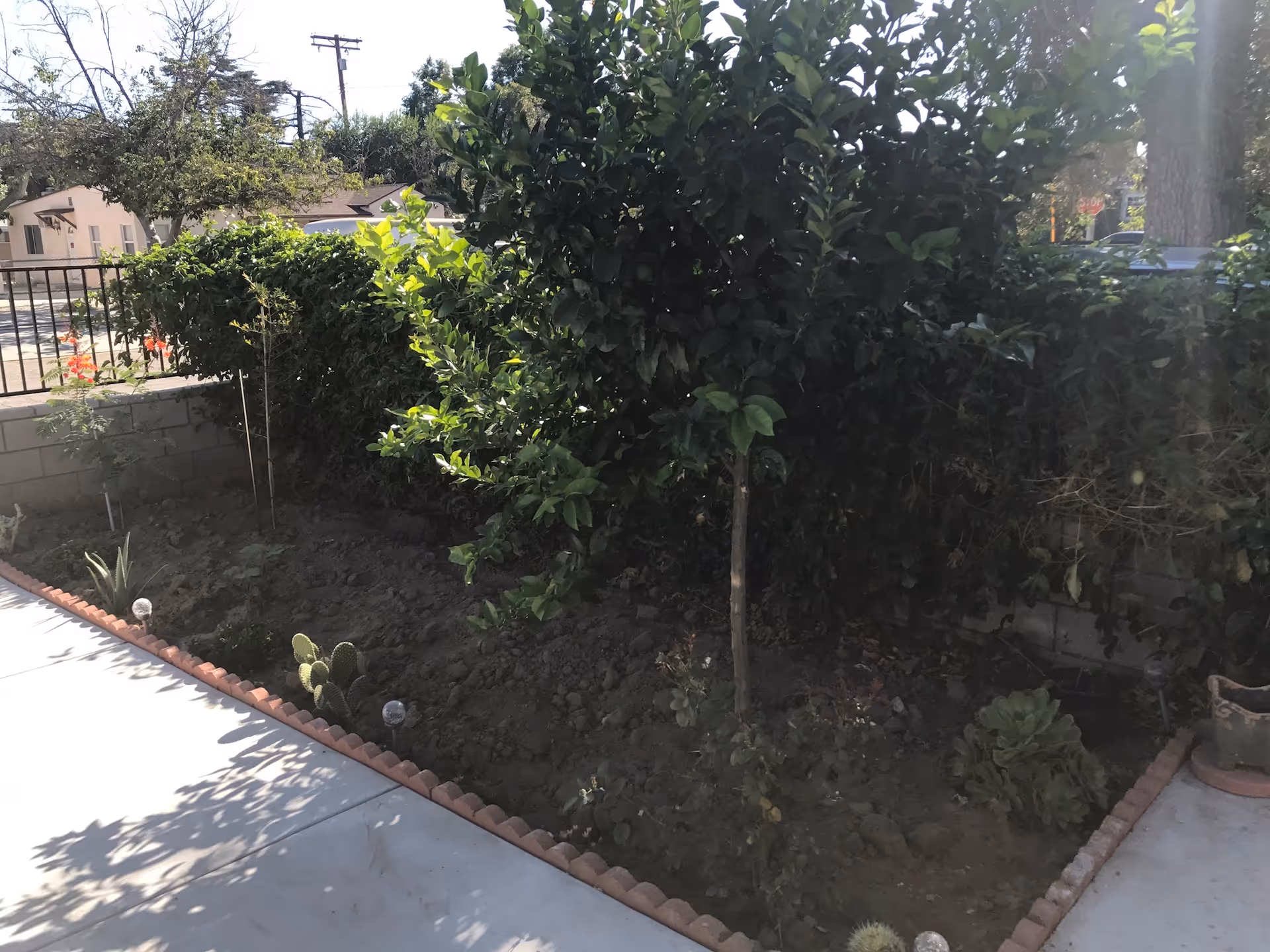 A small garden area with various plants and a young tree, bordered by a low brick edging and adjacent to a concrete sidewalk. There is a metal fence and some houses visible in the background under a clear sky.