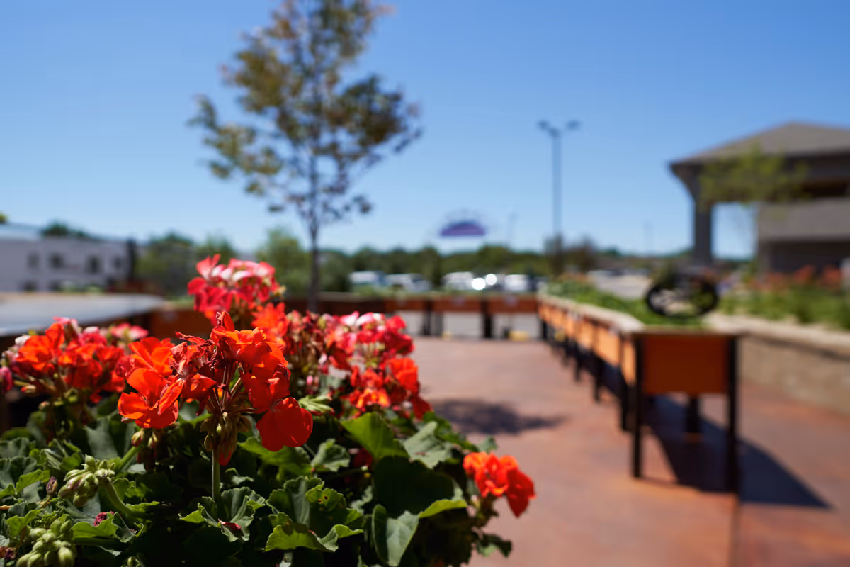 Close-up of vibrant red flowers in a planter with an outdoor patio area and some buildings in the background under a clear blue sky.