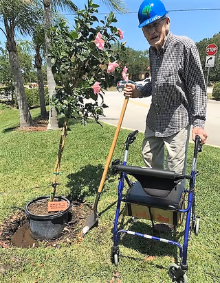 An elderly man wearing a blue hard hat and checkered shirt is standing outdoors on grass next to a newly planted potted tree with pink flowers. He is holding a shovel in one hand and a blue walker in the other. There is a stop sign and some cars in the background.