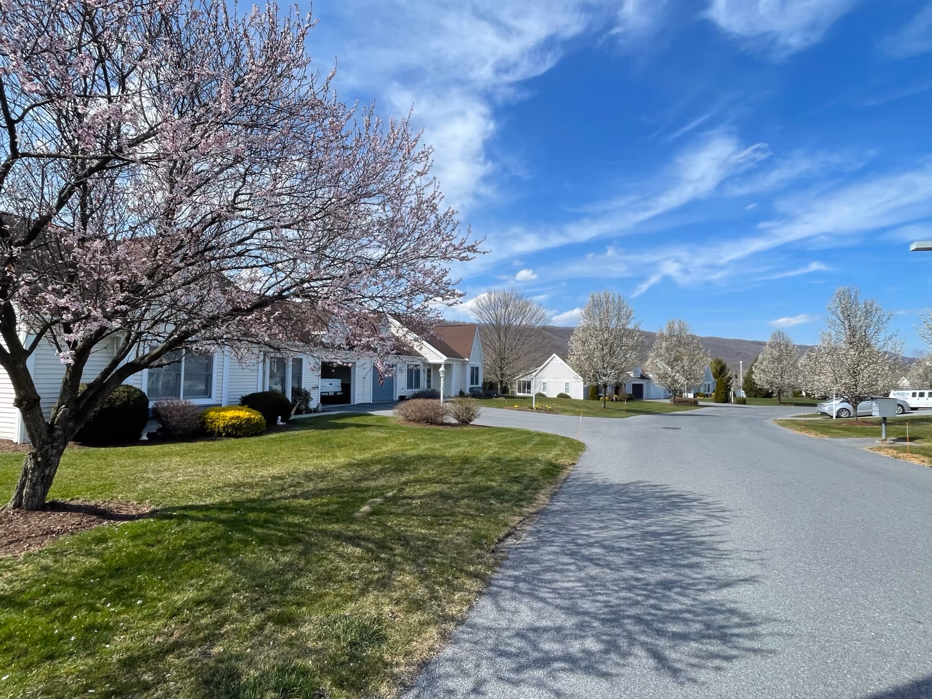 A peaceful residential street in a senior living community with single-story white houses, blossoming trees with pink and white flowers, green lawns, and a clear blue sky with wispy clouds.