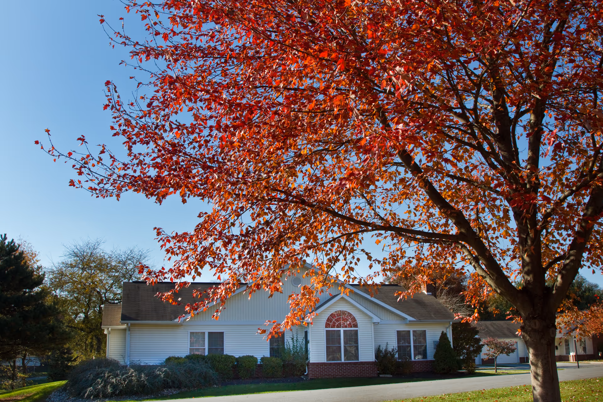 A single-story white building with a brown roof partially obscured by a large tree with vibrant red autumn leaves under a clear blue sky.