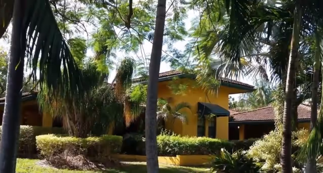 Photo of Silver Palm II