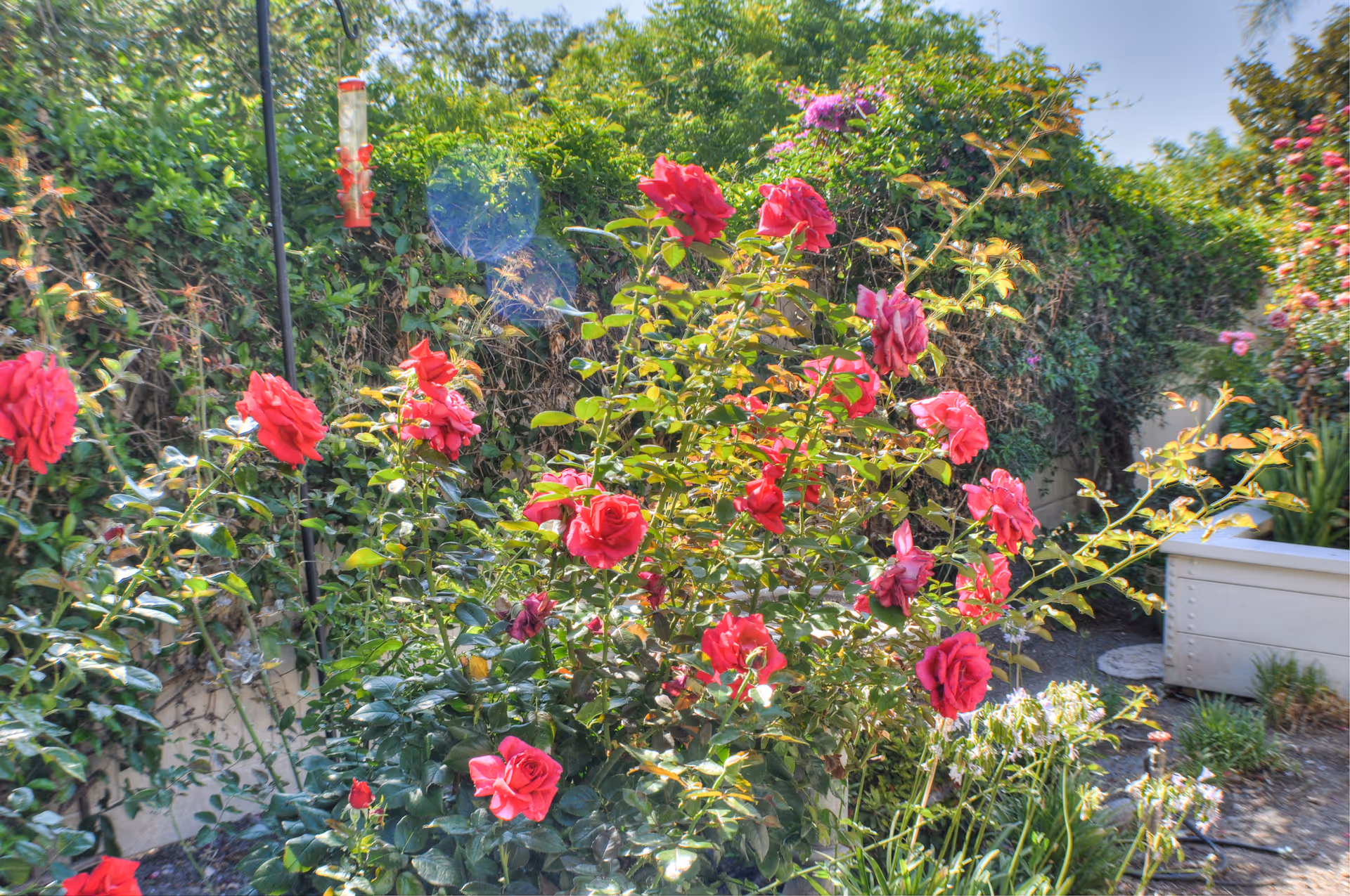 A vibrant garden area with blooming red roses and various green plants under a clear blue sky. There is a hummingbird feeder hanging among the plants and a white planter box on the right side.