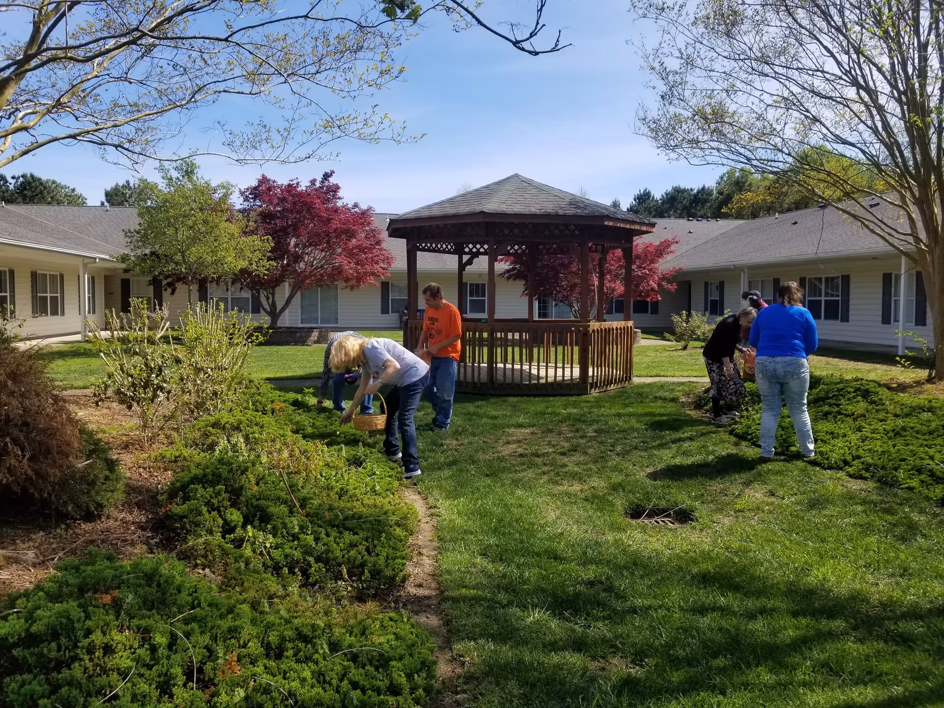 A group of people gardening in a courtyard with green grass, bushes, and trees. There is a wooden gazebo in the center of the courtyard, surrounded by a single-story building with beige siding and multiple windows. The sky is clear and blue.