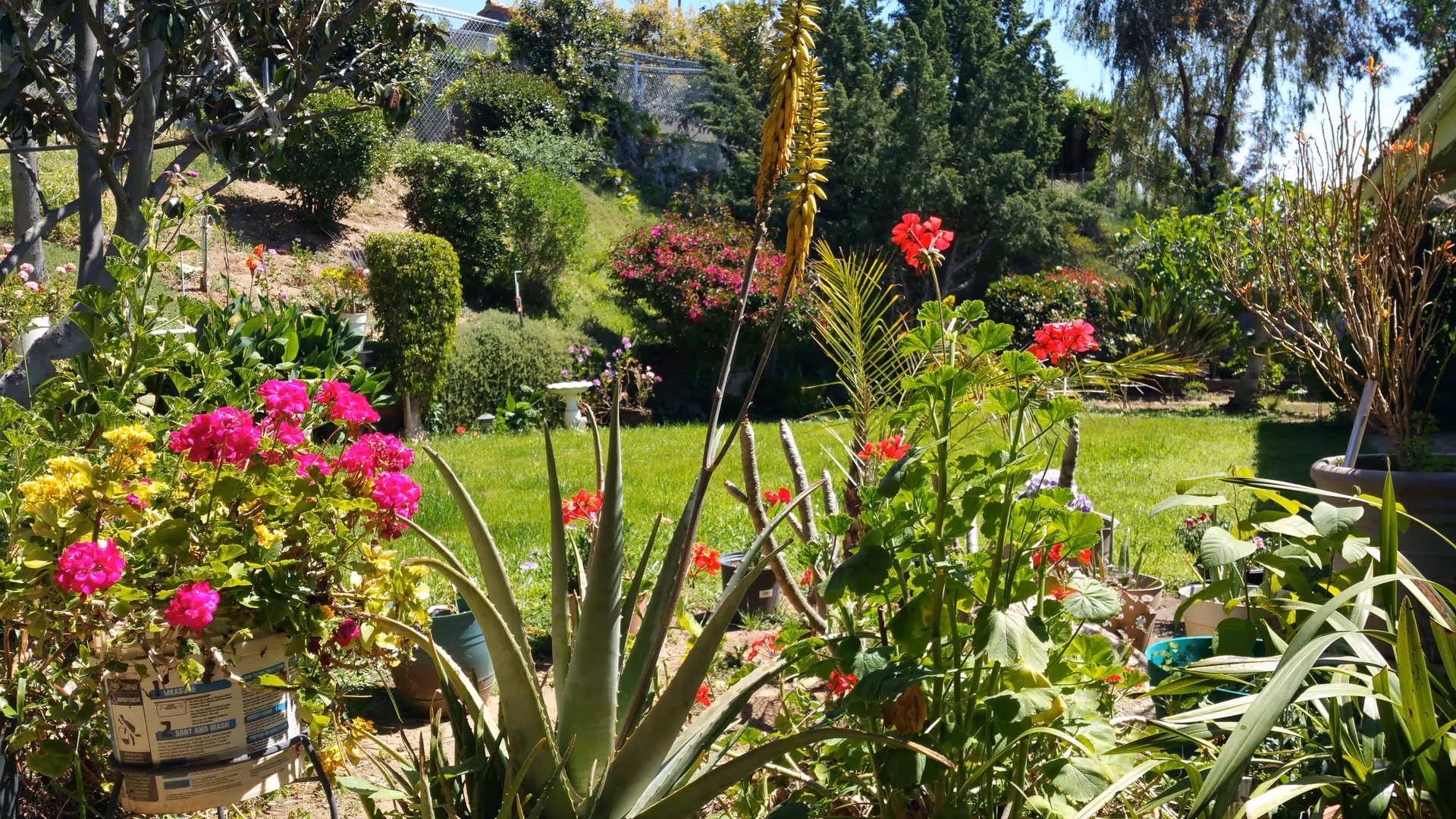 A vibrant garden area with various flowering plants including bright pink and red flowers, green shrubs, and aloe plants. The garden is lush and well-maintained with a grassy lawn and trees in the background under a clear blue sky.