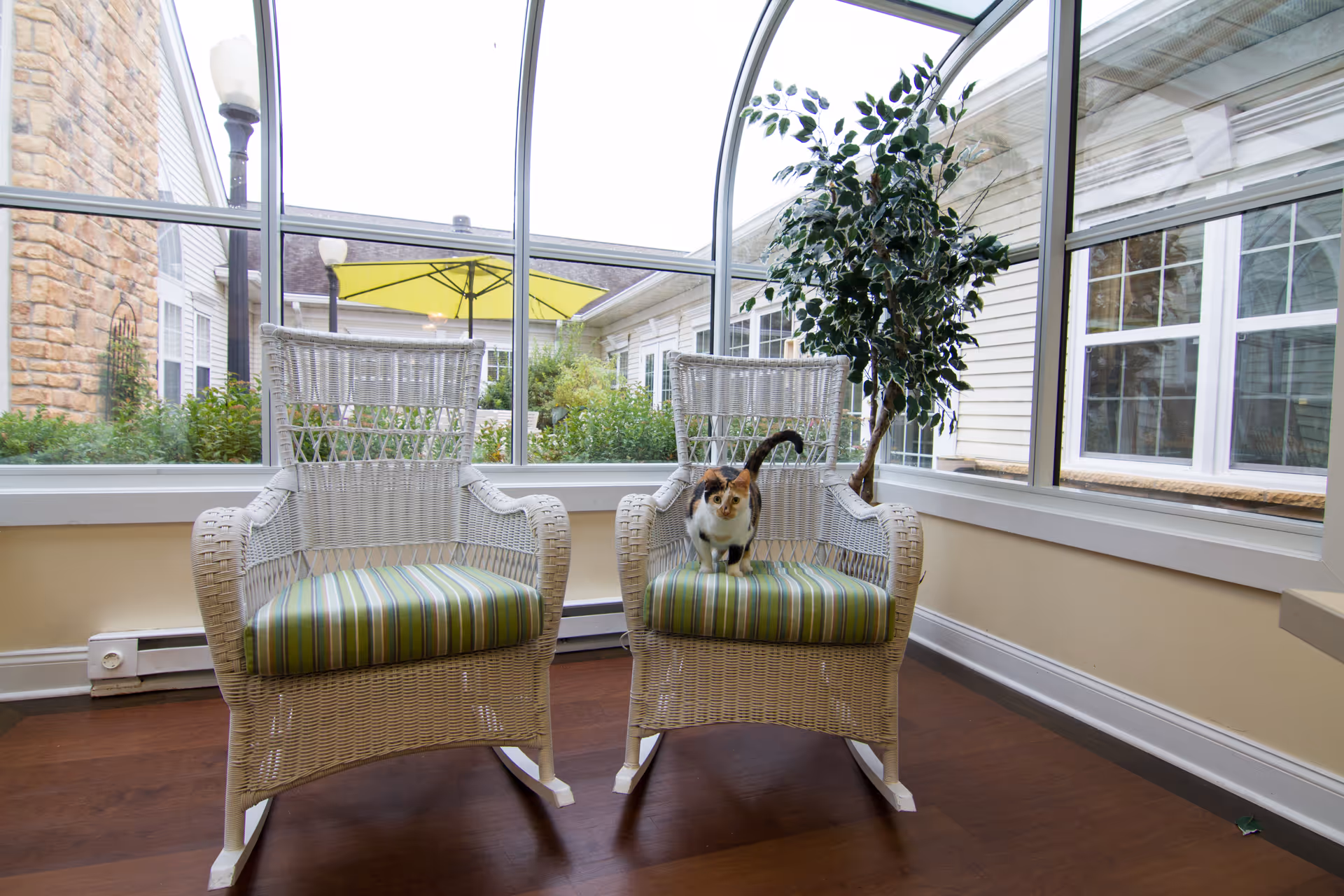 Two white wicker rocking chairs with green and white striped cushions are placed in a sunroom with large windows. A calico cat is sitting on the right chair. Outside the windows, there is greenery and a yellow patio umbrella.