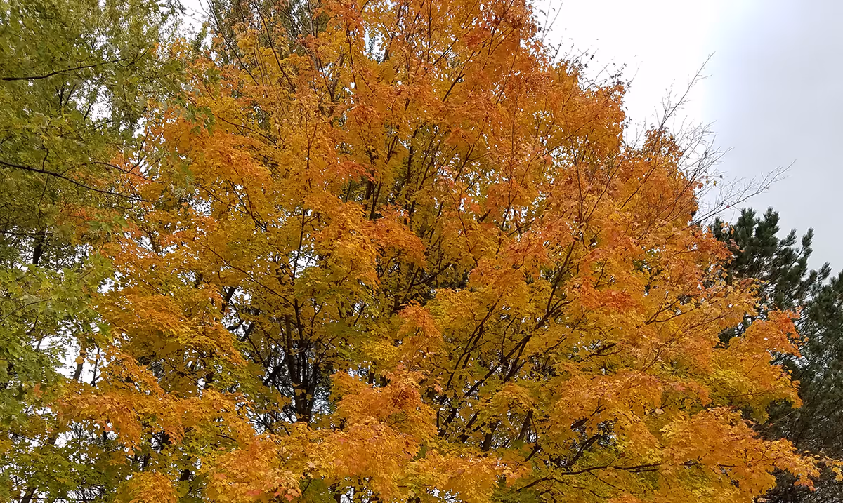 A tree with leaves changing colors in autumn, displaying shades of yellow, orange, and some green, against a cloudy sky.