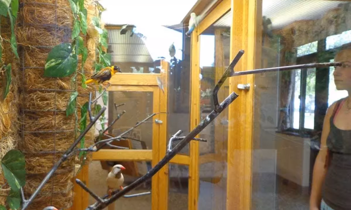 A woman is looking at a glass enclosure containing several small birds perched on branches inside a room with wooden frames and windows.