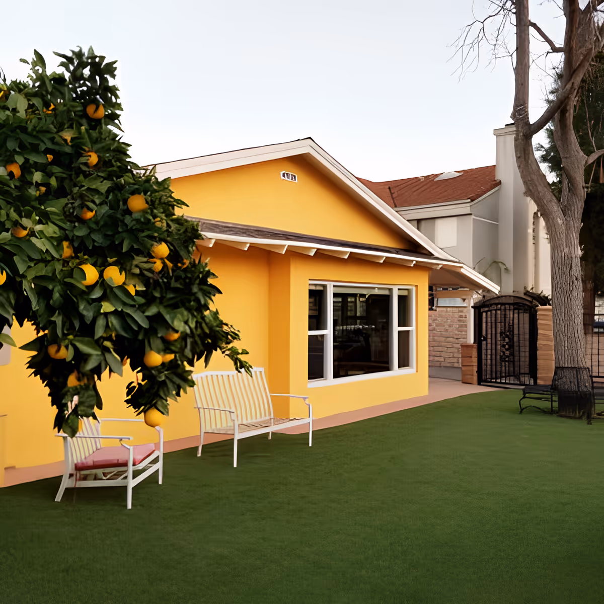 Exterior view of a yellow building with a large window, two white chairs with pink cushions on a green lawn, and a tree with yellow fruit in the foreground.
