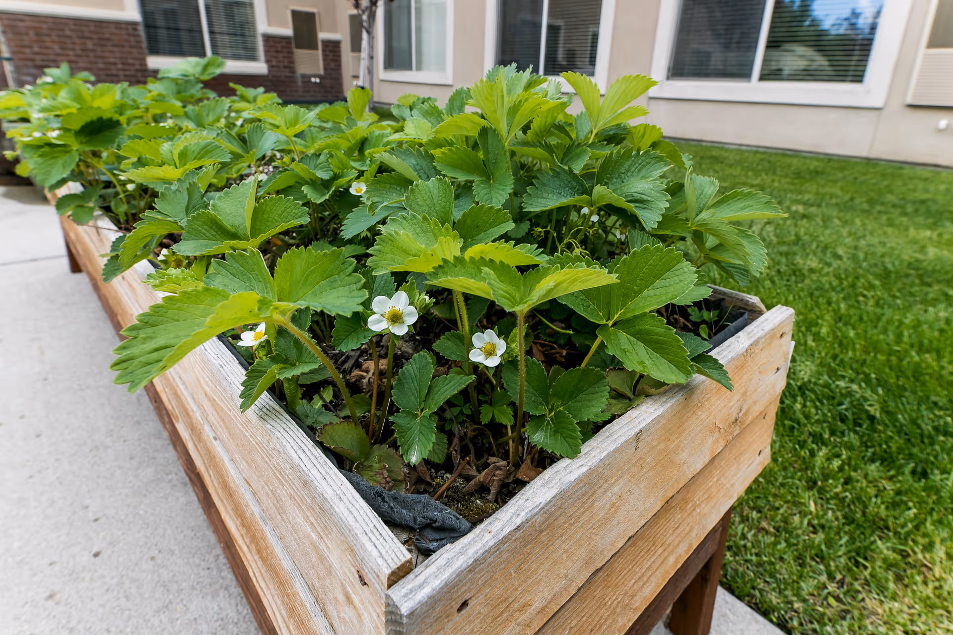 A wooden raised garden bed filled with green leafy plants and small white flowers, situated outdoors on a concrete pathway next to a grassy lawn and a building with windows.